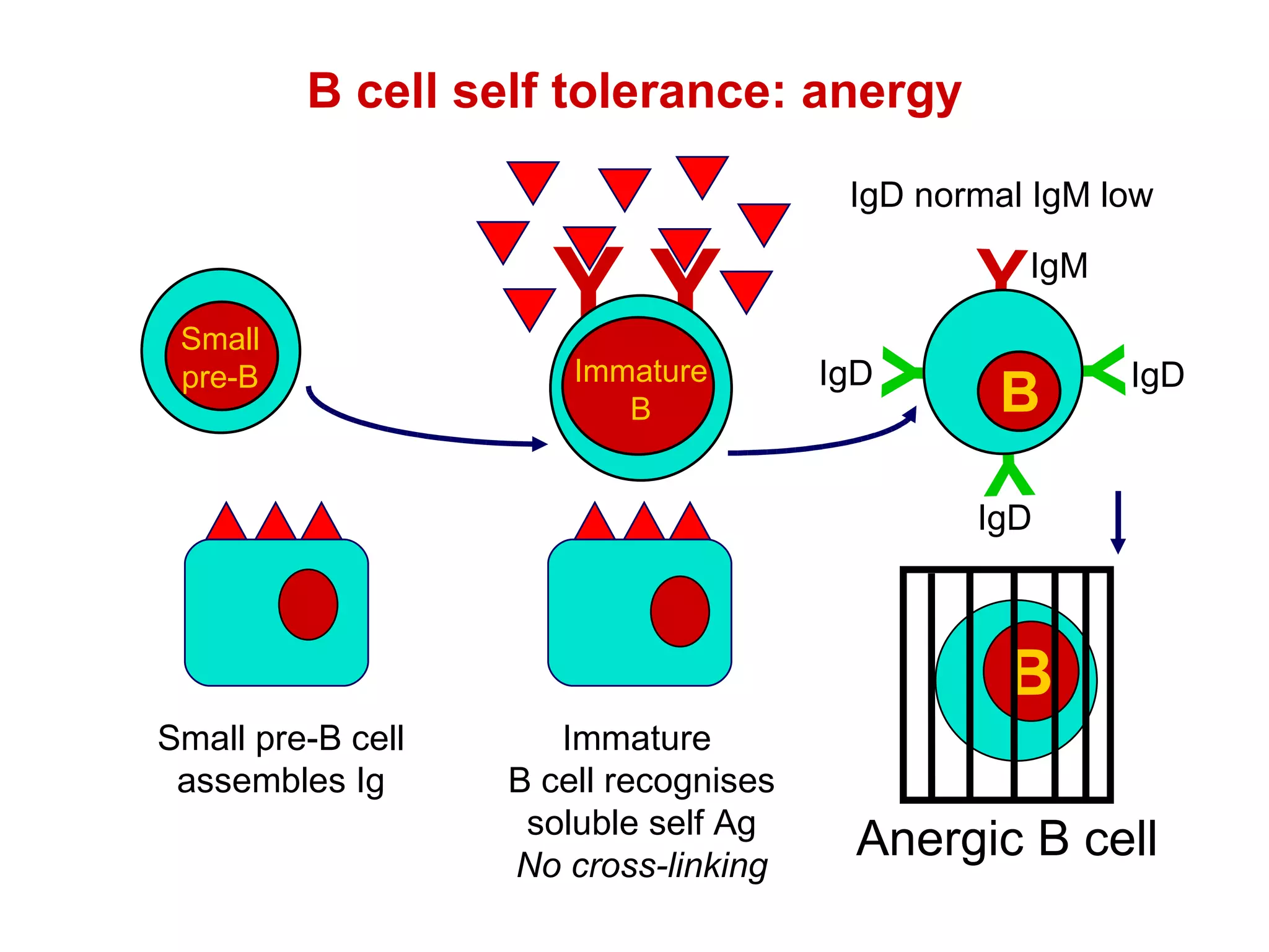 Y B cell self tolerance: anergy Y Y Y Anergic B cell IgD normal IgM low Immature  B cell recognises soluble self Ag No cross-linking IgM IgD IgD IgD B B Y Y B Immature B B Small pre-B Small pre-B cell assembles Ig 