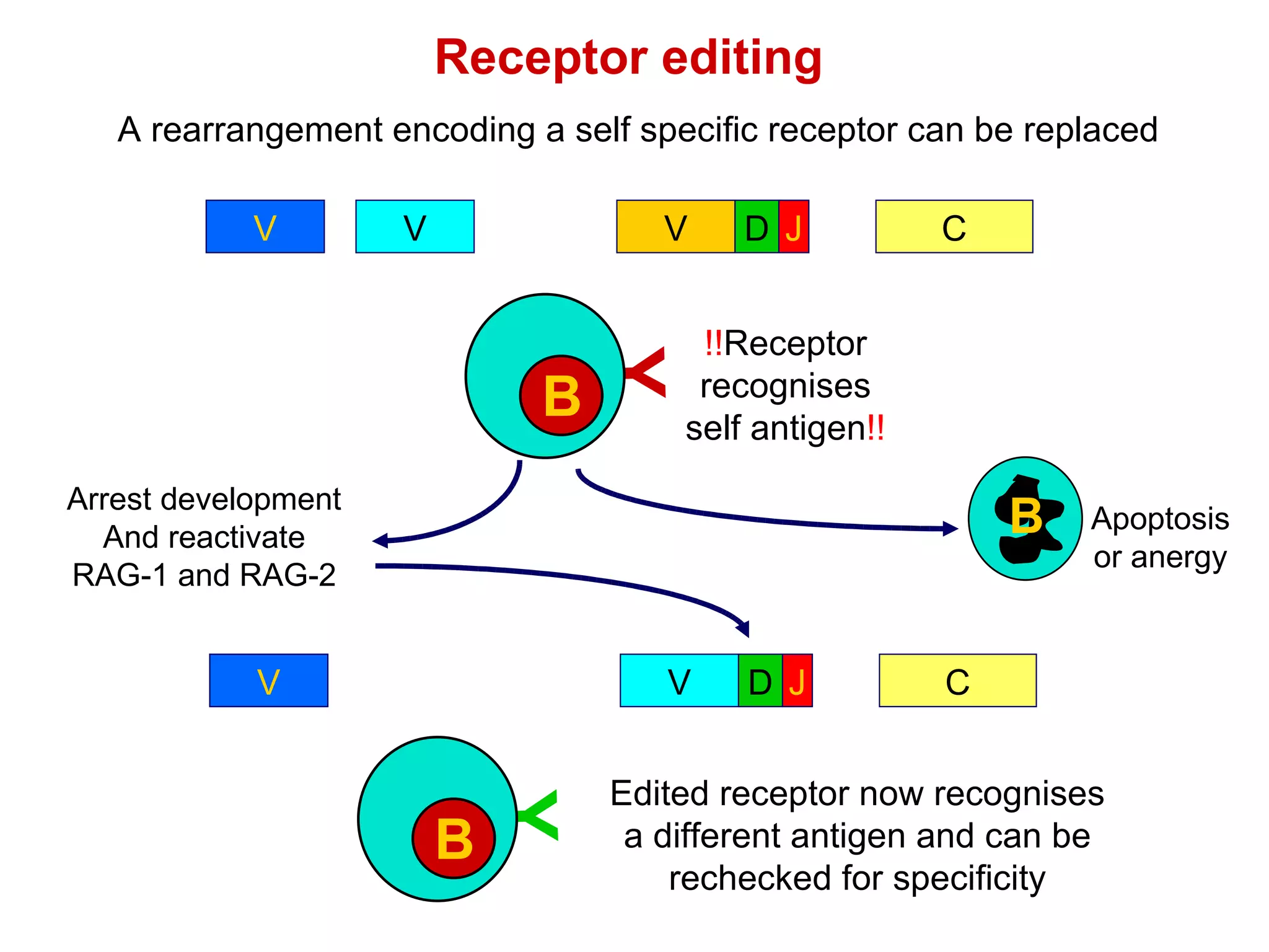 Receptor editing A rearrangement encoding a self specific receptor can be replaced V V V V V V V V C D J Y B B !! Receptor recognises self antigen !! B Apoptosis or anergy Y B B Edited receptor now recognises a different antigen and can be rechecked for specificity C D J Arrest development And reactivate RAG-1 and RAG-2 