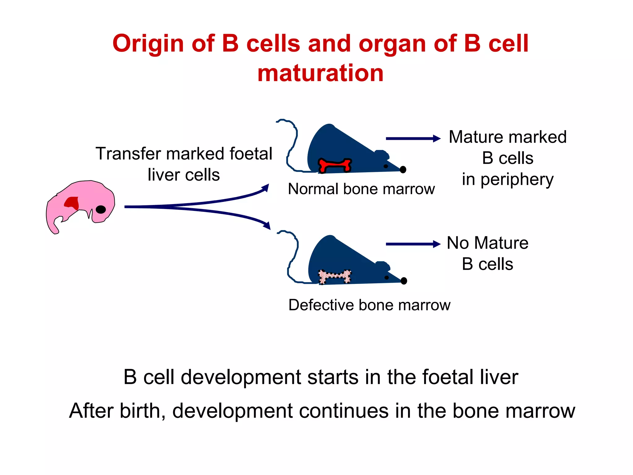 Origin of B cells and organ of B cell maturation After birth, development continues in the bone marrow B cell development starts in the foetal liver Transfer marked foetal liver cells No Mature B cells Normal bone marrow Defective bone marrow Mature marked B cells in periphery 