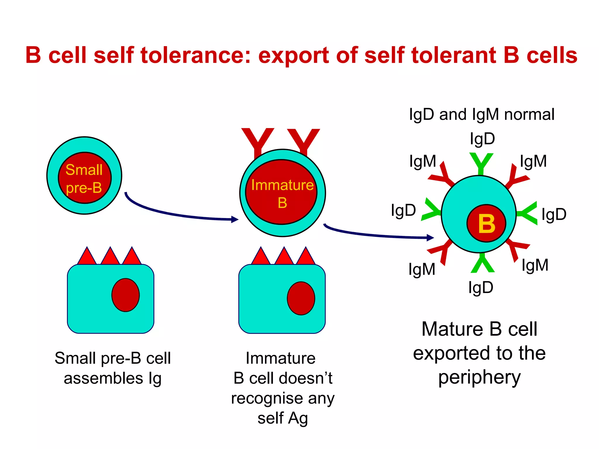 Y Y Y Y Y Y Mature B cell exported to the periphery Y Y B cell self tolerance: export of self tolerant B cells Immature  B cell doesn’t recognise any self Ag IgD and IgM normal IgM IgD IgD IgD IgD IgM IgM IgM Y Y B Immature B B Small pre-B Small pre-B cell assembles Ig B 