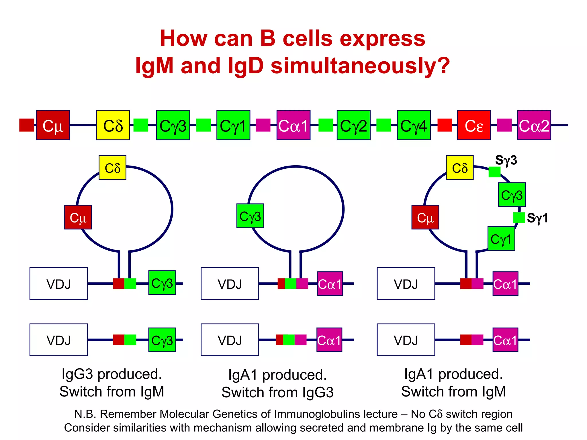 How can B cells express IgM and IgD simultaneously? N.B. Remember Molecular Genetics of Immunoglobulins lecture – No C   switch region Consider similarities with mechanism allowing secreted and membrane Ig by the same cell C  2 C  C  4 C  2 C  1 C  1 C  3 C  C  C  C  C  3 VDJ S  3 C  C  C  3 VDJ C  1 S  1 C  1 C  3 VDJ C  1 C  3 VDJ IgG3 produced. Switch from IgM VDJ C  1 IgA1 produced. Switch from IgG3 VDJ C  1 IgA1 produced. Switch from IgM 
