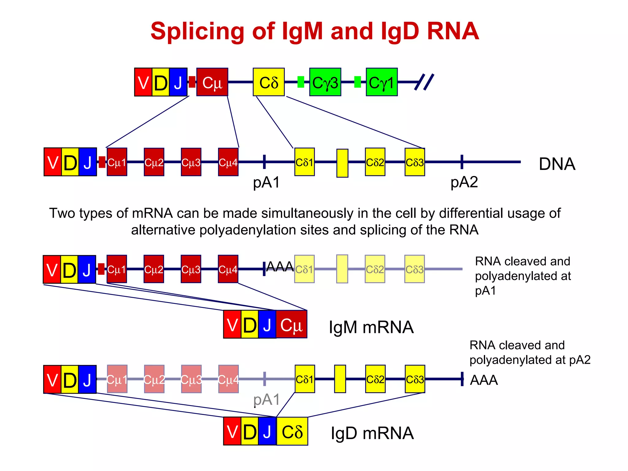 Splicing of IgM and IgD RNA Two types of mRNA can be made simultaneously in the cell by differential usage of alternative polyadenylation sites and splicing of the RNA C  1 C  2 C  3 C  4 C  1 C  2 C  3 pA1 V D J C  1 C  2 C  3 C  4 C  1 C  2 C  3 V D J AAA  RNA cleaved and polyadenylated at pA2 V D J C  IgM mRNA V D J C  IgD mRNA C  1 C  3 C  C  V D J C  1 C  2 C  3 C  4 C  1 C  2 C  3 DNA pA1 pA2 V D J RNA cleaved and polyadenylated at pA1 AAA 