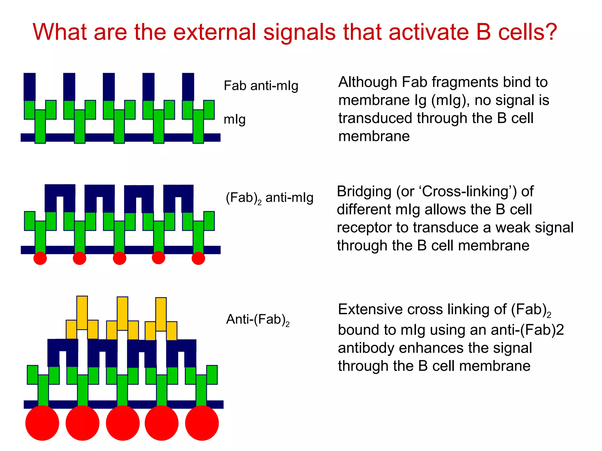 Although Fab fragments bind to membrane Ig (mIg), no signal is transduced through the B cell membrane Extensive cross linking of (Fab) 2  bound to mIg using an anti-(Fab)2 antibody enhances the signal through the B cell membrane What are the external signals that activate B cells?  mIg Fab anti-mIg (Fab) 2  anti-mIg Bridging (or ‘Cross-linking’) of different mIg allows the B cell receptor to transduce a weak signal through the B cell membrane Anti-(Fab) 2 