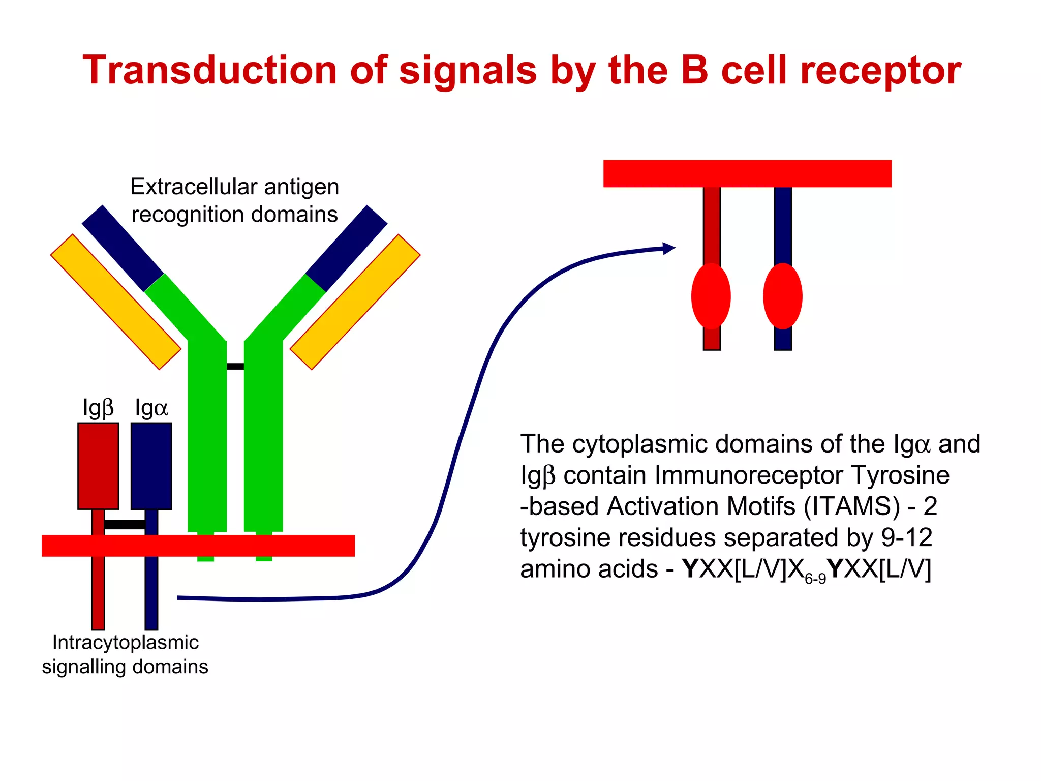 Transduction of signals by the B cell receptor Ig  Ig  Intracytoplasmic signalling domains Extracellular antigen recognition domains The cytoplasmic domains of the Ig   and Ig   contain Immunoreceptor Tyrosine -based Activation Motifs (ITAMS) - 2 tyrosine residues separated by 9-12 amino acids -  Y XX[L/V]X 6-9 Y XX[L/V] 
