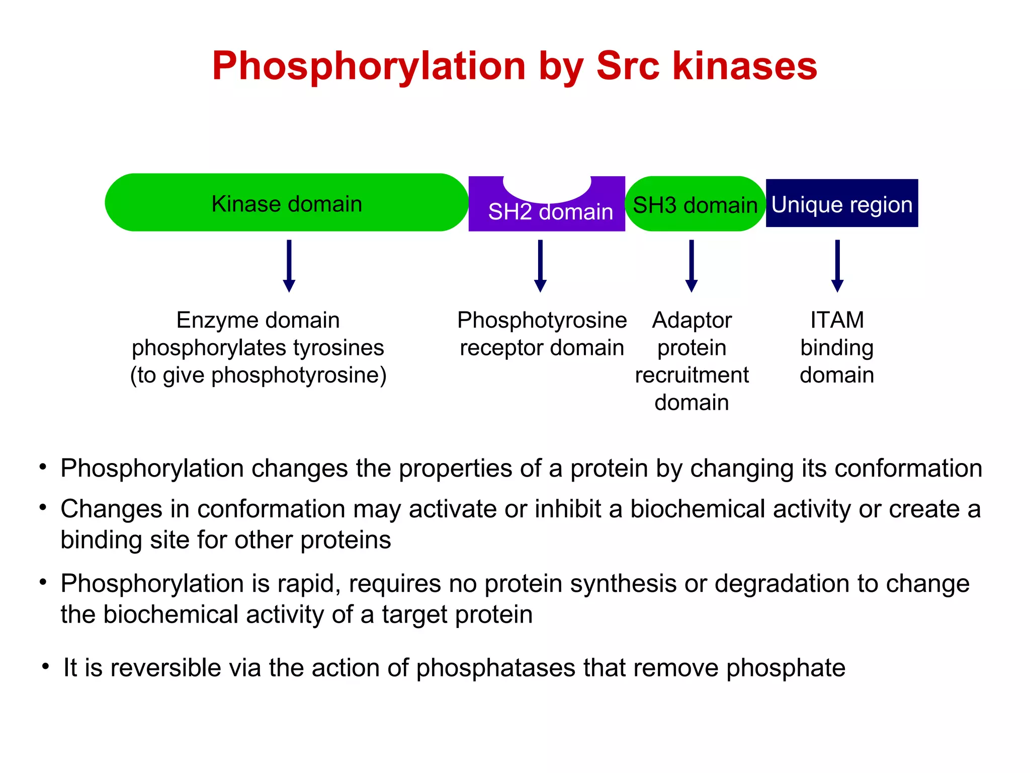 Phosphorylation is rapid, requires no protein synthesis or degradation to change the biochemical activity of a target protein It is reversible via the action of phosphatases that remove phosphate Phosphorylation changes the properties of a protein by changing its conformation Changes in conformation may activate or inhibit a biochemical activity or create a binding site for other proteins Phosphorylation by Src kinases Kinase domain Unique region SH3 domain SH2 domain Enzyme domain phosphorylates tyrosines (to give phosphotyrosine) Phosphotyrosine receptor domain Adaptor protein recruitment domain ITAM binding domain 