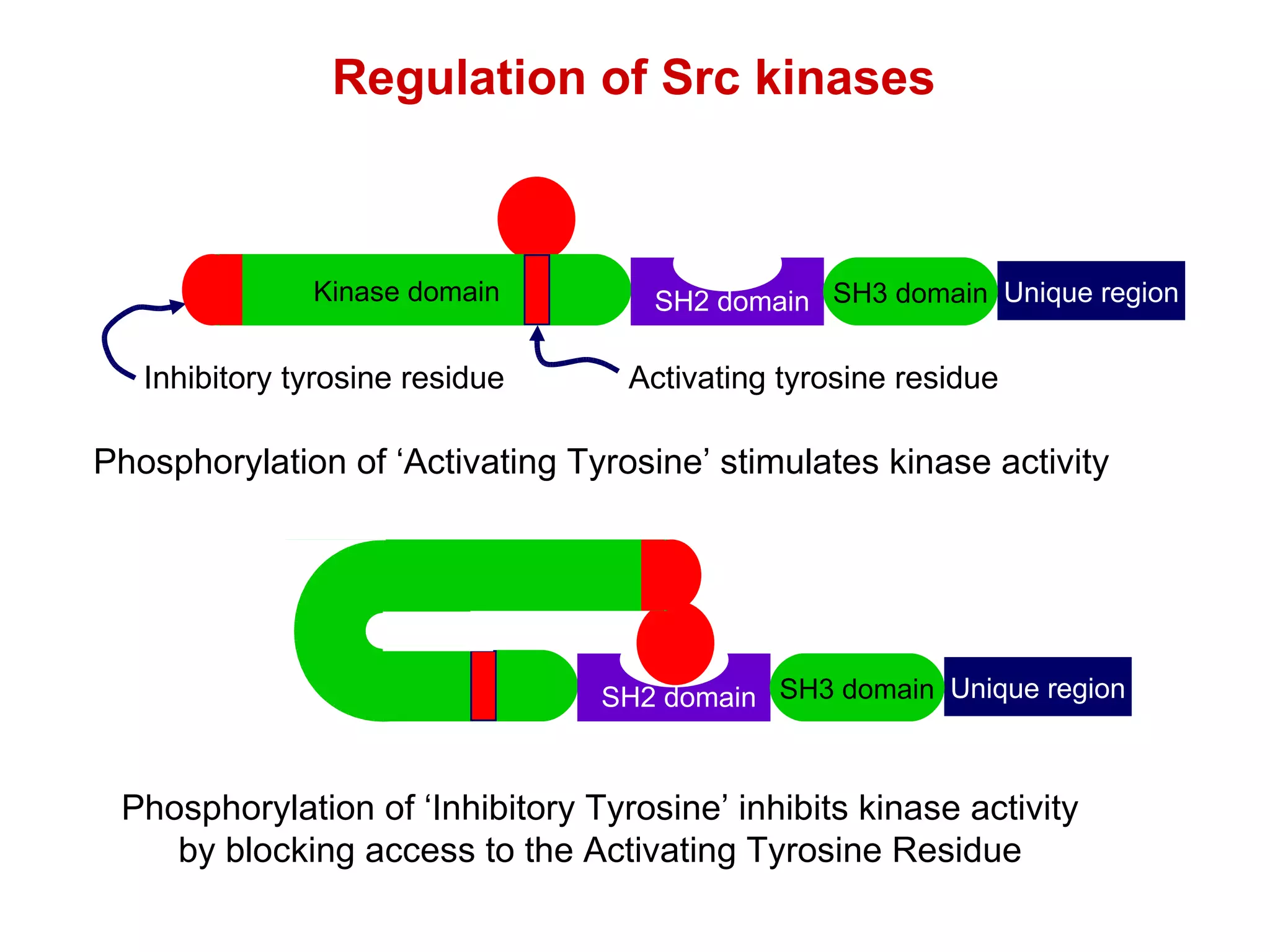 Regulation of Src kinases Phosphorylation of ‘Activating Tyrosine’ stimulates kinase activity Phosphorylation of ‘Inhibitory Tyrosine’ inhibits kinase activity by blocking access to the Activating Tyrosine Residue Kinase domain Unique region SH3 domain SH2 domain Activating tyrosine residue Inhibitory tyrosine residue Kinase domain Unique region SH3 domain SH2 domain 