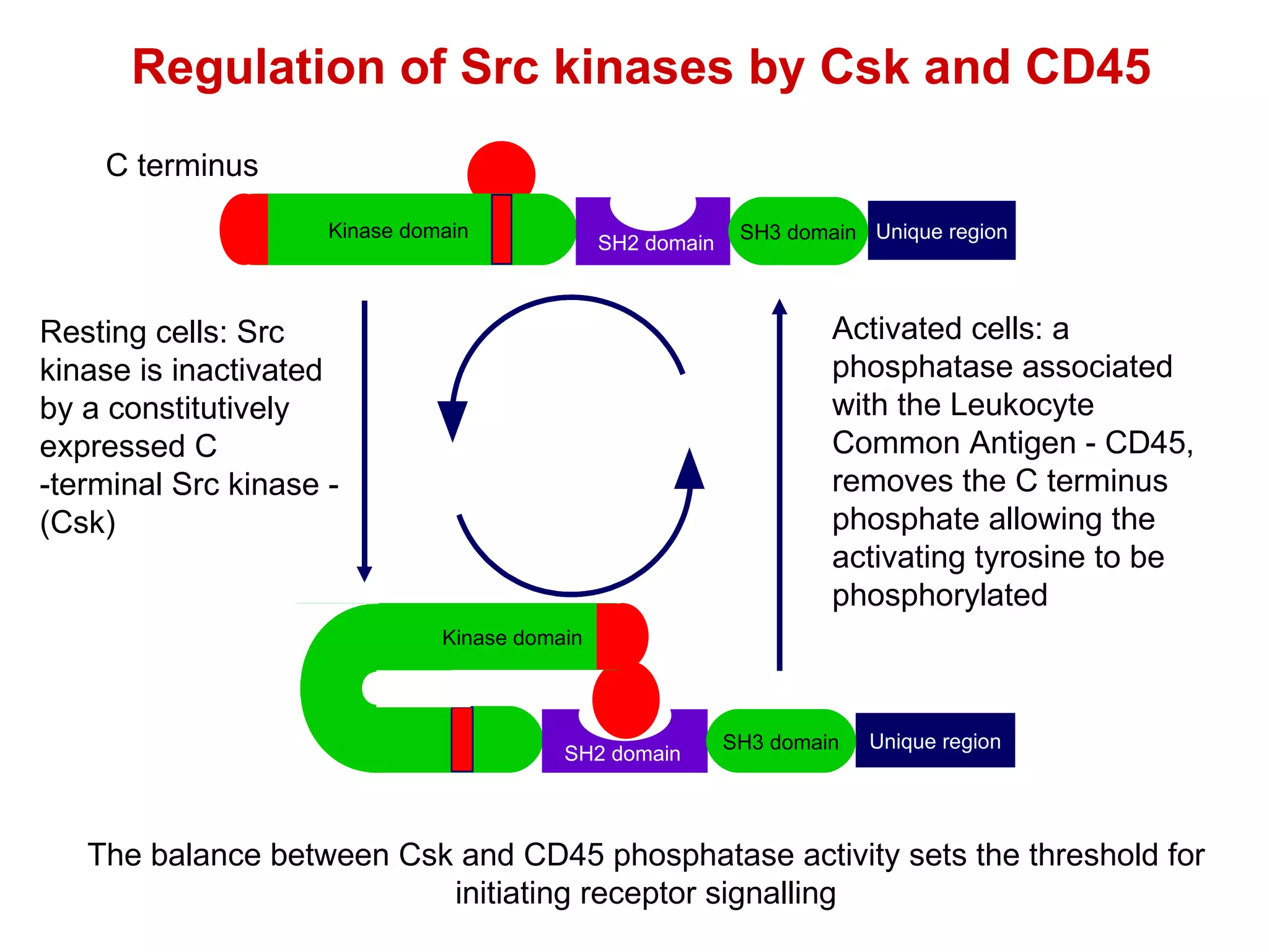 Regulation of Src kinases by Csk and CD45 The balance between Csk and CD45 phosphatase activity sets the threshold for initiating receptor signalling Kinase domain Unique region SH3 domain SH2 domain Kinase domain  Resting cells: Src kinase is inactivated by a constitutively expressed C -terminal Src kinase - (Csk) Kinase domain Unique region SH3 domain SH2 domain C terminus Activated cells: a phosphatase associated with the Leukocyte Common Antigen - CD45, removes the C terminus phosphate allowing the activating tyrosine to be phosphorylated 
