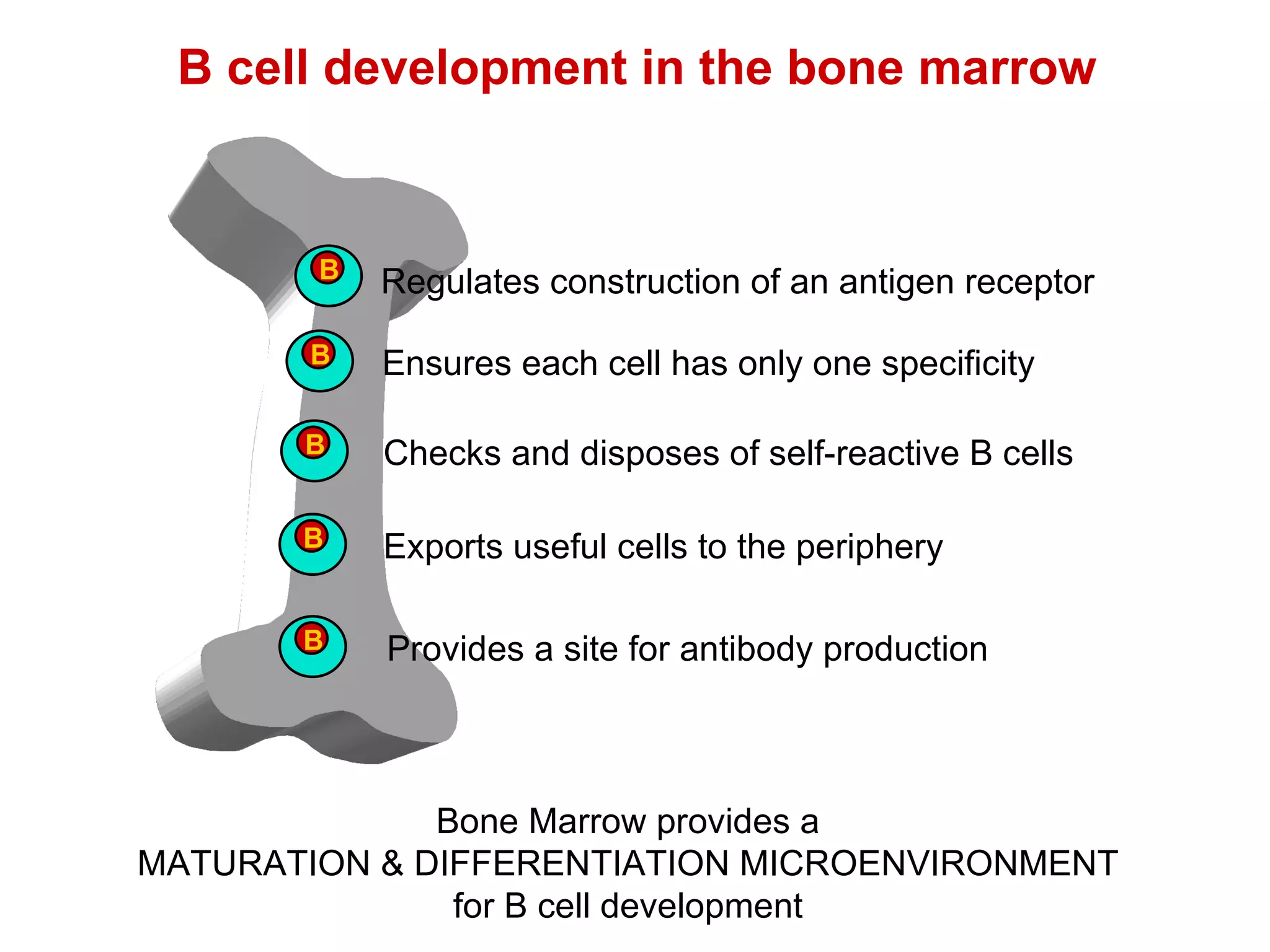 B cell development in the bone marrow Bone Marrow provides a MATURATION & DIFFERENTIATION MICROENVIRONMENT for B cell development B Regulates construction of an antigen receptor Ensures each cell has only one specificity B Checks and disposes of self-reactive B cells B Exports useful cells to the periphery B Provides a site for antibody production B 