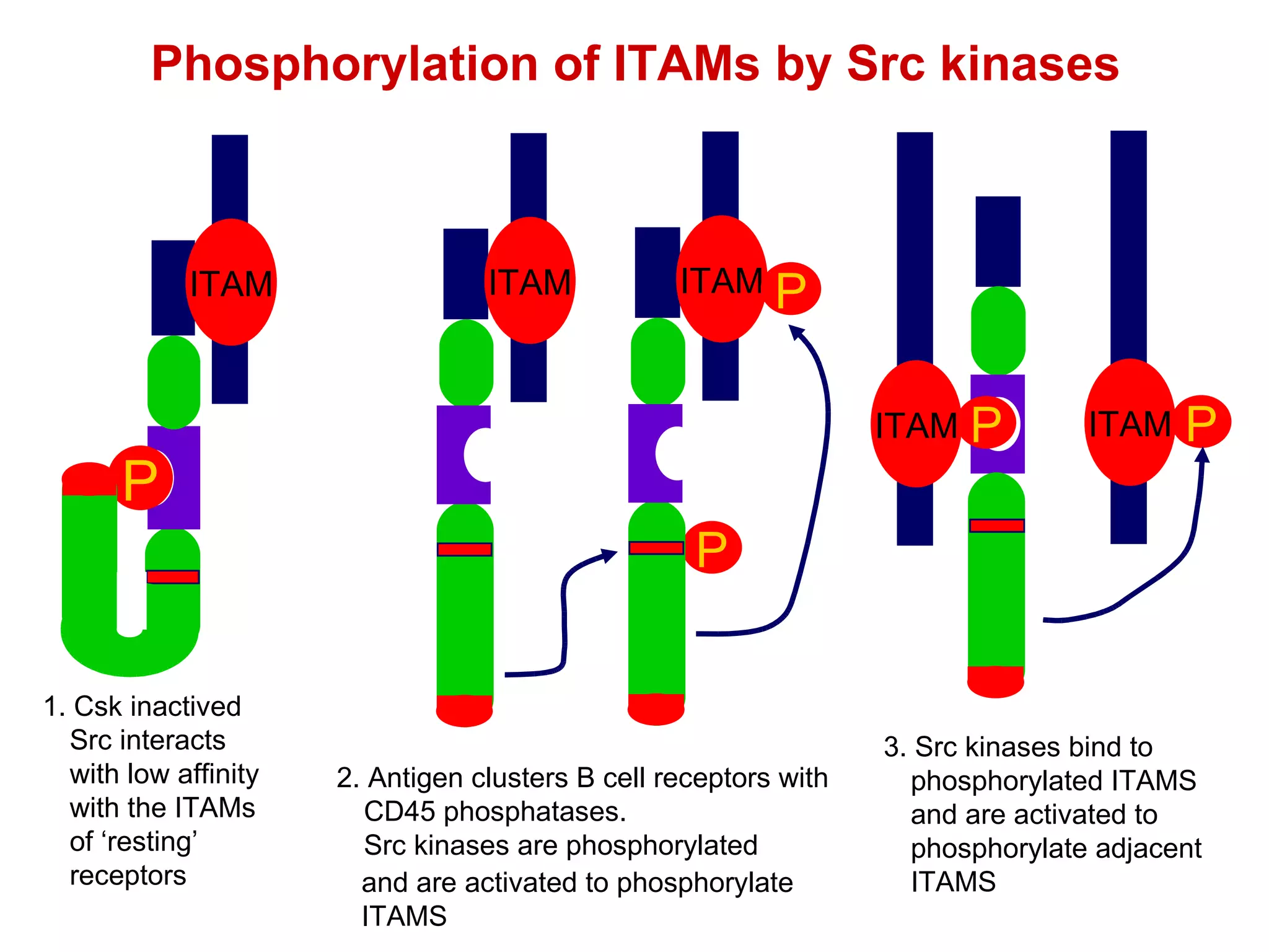 Phosphorylation of ITAMs by Src kinases 3. Src kinases bind to phosphorylated ITAMS and are activated to phosphorylate adjacent ITAMS P ITAM ITAM P P ITAM ITAM 2. Antigen clusters B cell receptors with CD45 phosphatases. Src kinases are phosphorylated 1. Csk inactived Src interacts with low affinity with the ITAMs of ‘resting’ receptors P ITAM P and are activated to phosphorylate ITAMS 