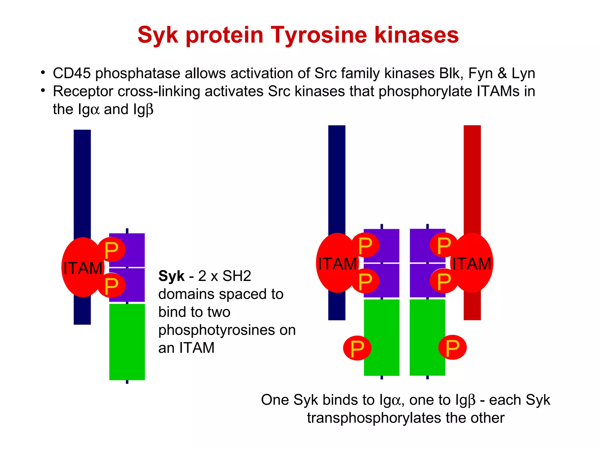 Syk protein Tyrosine kinases CD45 phosphatase allows activation of Src family kinases Blk, Fyn & Lyn  Receptor cross-linking activates Src kinases that phosphorylate ITAMs in the Ig   and Ig  One Syk binds to Ig  , one to Ig   - each Syk transphosphorylates the other Syk  - 2 x SH2 domains spaced to bind to two phosphotyrosines on an ITAM ITAM P P ITAM P P ITAM P P P P 