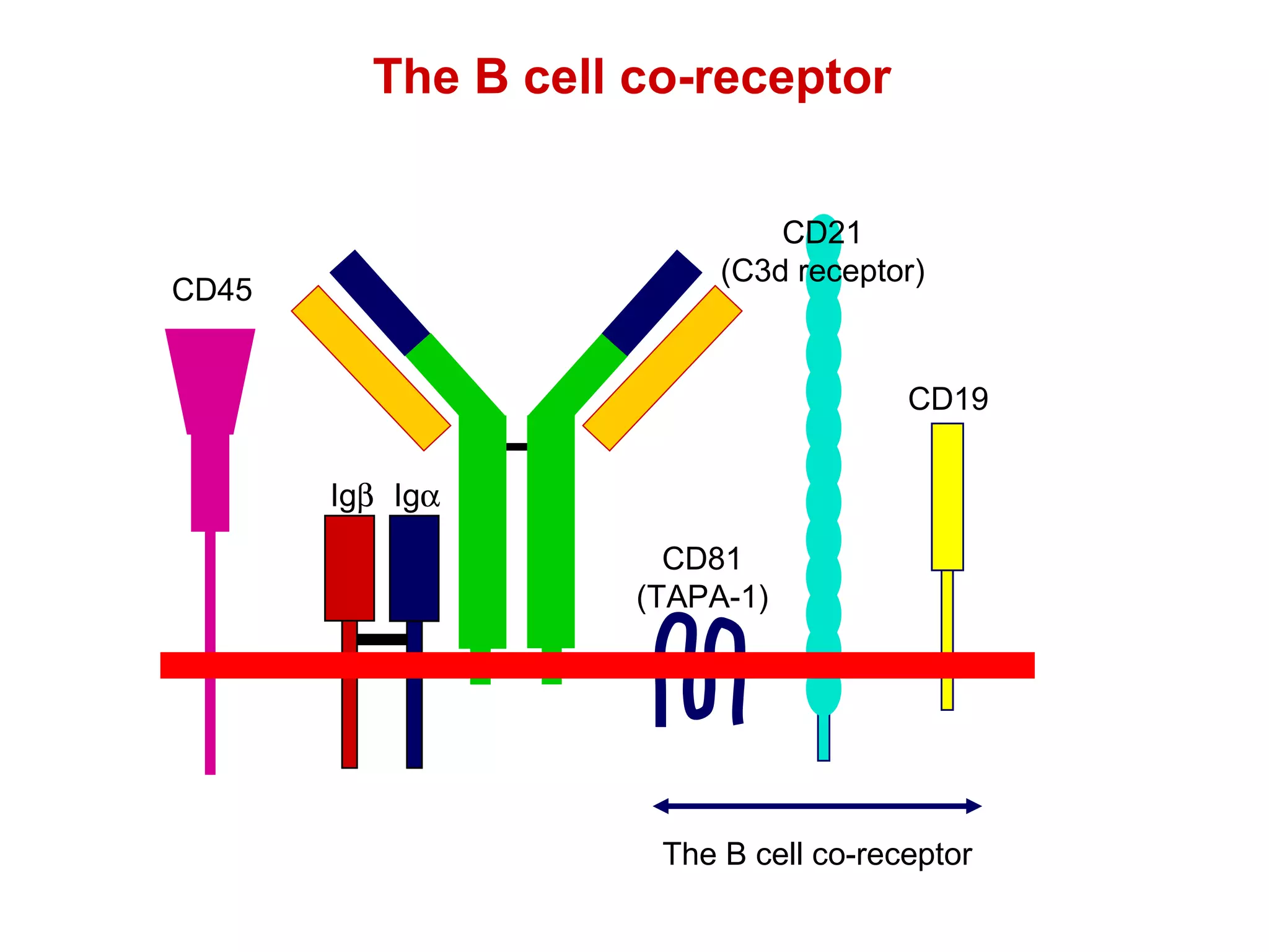 CD45 The B cell co-receptor CD21 (C3d receptor) CD19 CD81 (TAPA-1) Ig  Ig  The B cell co-receptor 