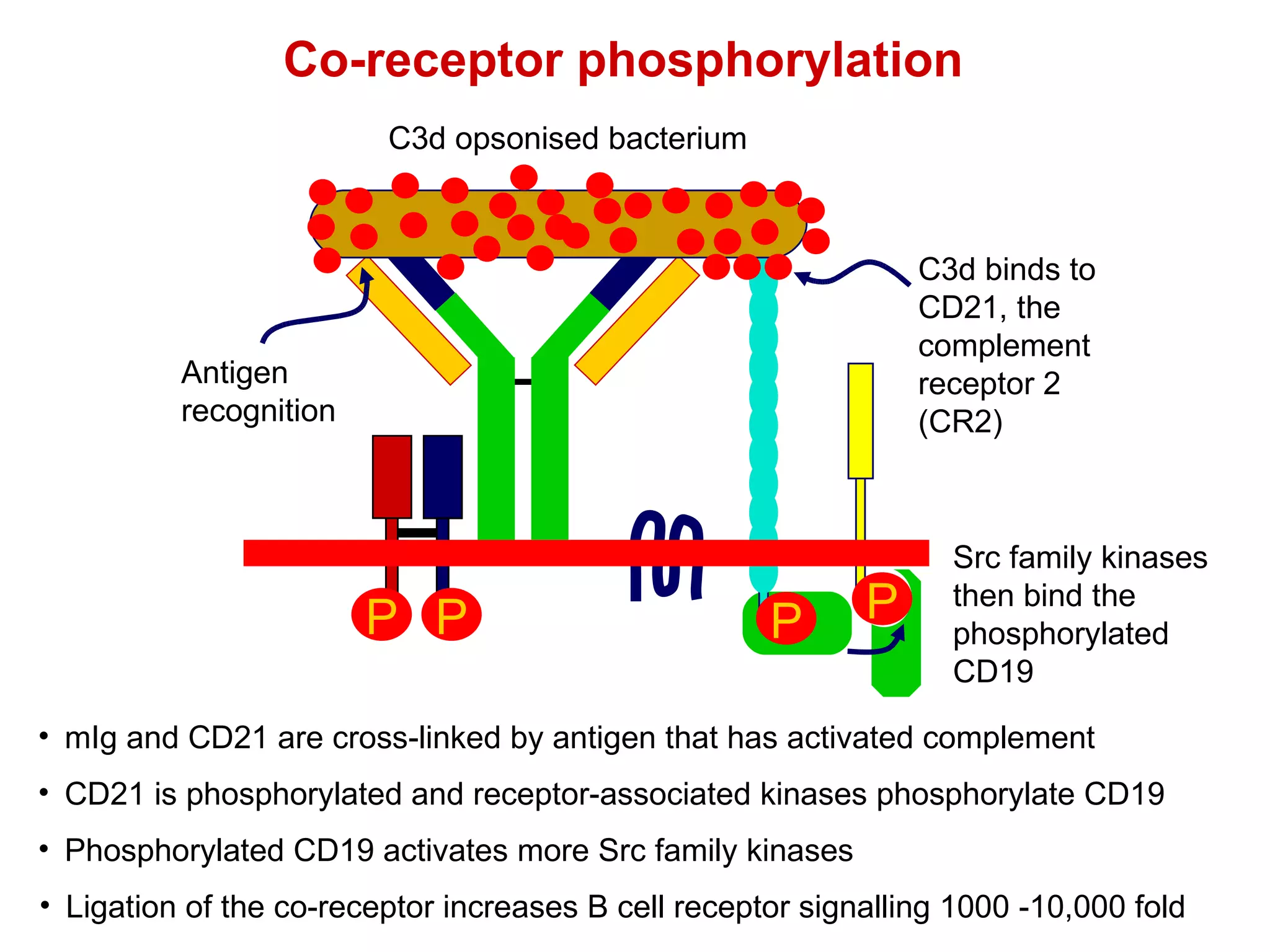 C3d opsonised bacterium mIg and CD21 are cross-linked by antigen that has activated complement P P CD21 is phosphorylated and receptor-associated kinases phosphorylate CD19 Co-receptor phosphorylation  Phosphorylated CD19 activates more Src family kinases Ligation of the co-receptor increases B cell receptor signalling 1000 -10,000 fold Src family kinases then bind the phosphorylated CD19 Antigen  recognition C3d binds to CD21, the complement receptor 2 (CR2) P P 