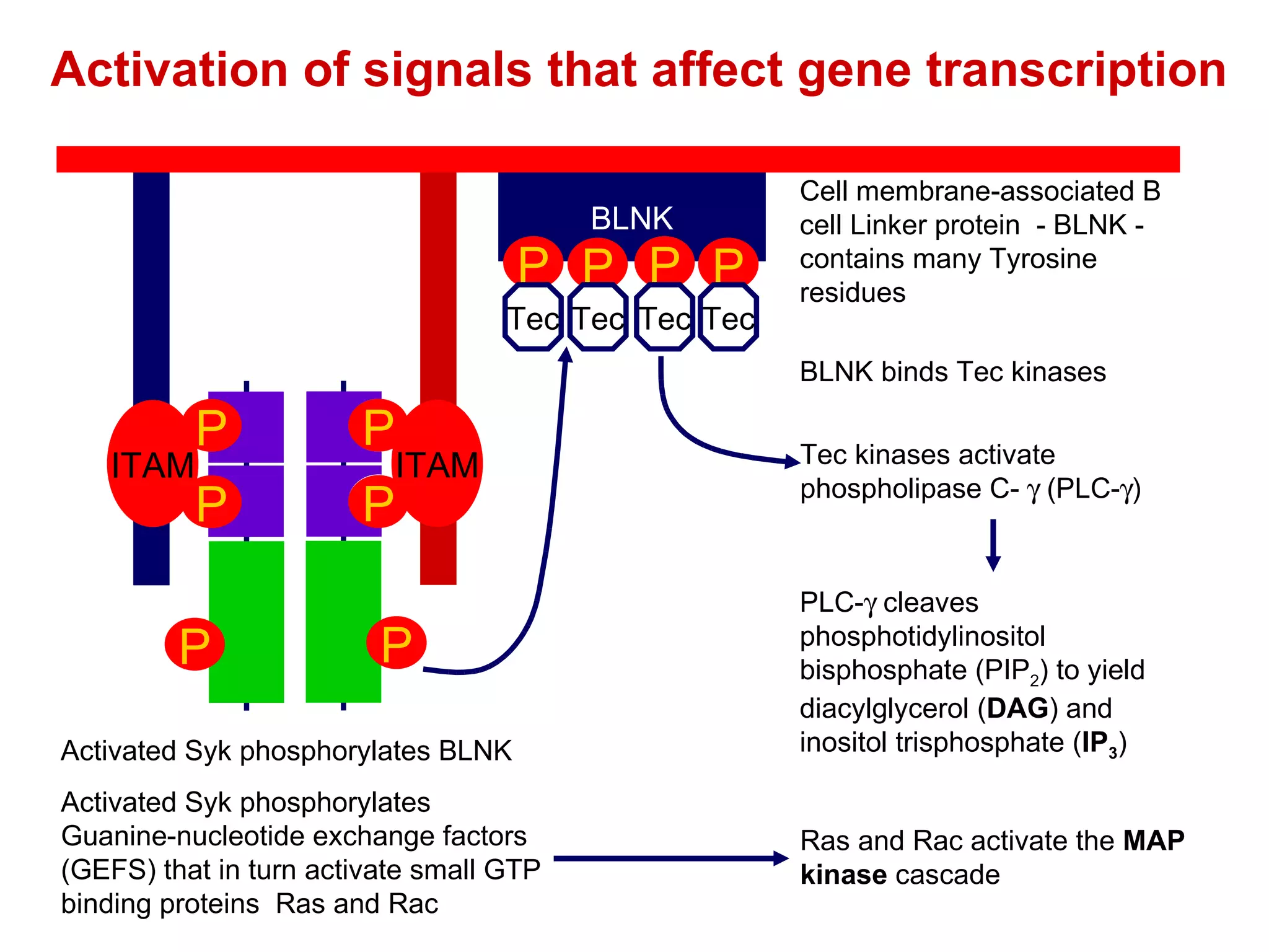 BLNK Cell membrane-associated B cell Linker protein  - BLNK - contains many Tyrosine residues Activation of signals that affect gene transcription Activated Syk phosphorylates BLNK P P P P BLNK binds Tec kinases Tec Tec Tec Tec Tec kinases activate phospholipase C-    (PLC-  ) PLC-   cleaves phosphotidylinositol bisphosphate (PIP 2 ) to yield diacylglycerol ( DAG ) and inositol trisphosphate ( IP 3 ) ITAM P P ITAM P P P P Activated Syk phosphorylates  Guanine-nucleotide exchange factors (GEFS) that in turn activate small GTP binding proteins  Ras and Rac Ras and Rac activate the  MAP kinase  cascade 