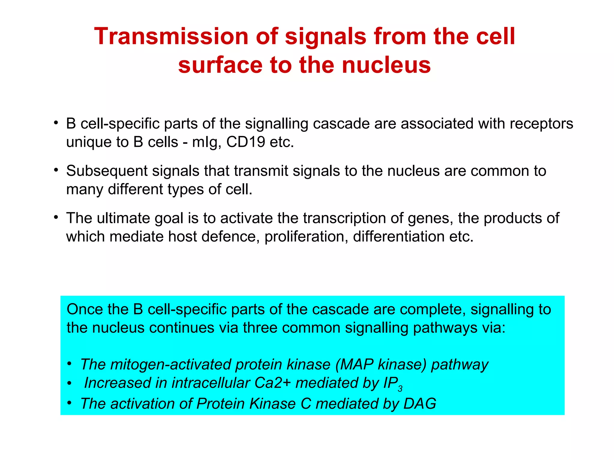 Transmission of signals from the cell surface to the nucleus B cell-specific parts of the signalling cascade are associated with receptors unique to B cells - mIg, CD19 etc. Subsequent signals that transmit signals to the nucleus are common to many different types of cell. The ultimate goal is to activate the transcription of genes, the products of which mediate host defence, proliferation, differentiation etc. Once the B cell-specific parts of the cascade are complete, signalling to the nucleus continues via three common signalling pathways via:  The mitogen-activated protein kinase (MAP kinase) pathway Increased in intracellular Ca2+ mediated by IP 3 The activation of Protein Kinase C mediated by DAG 