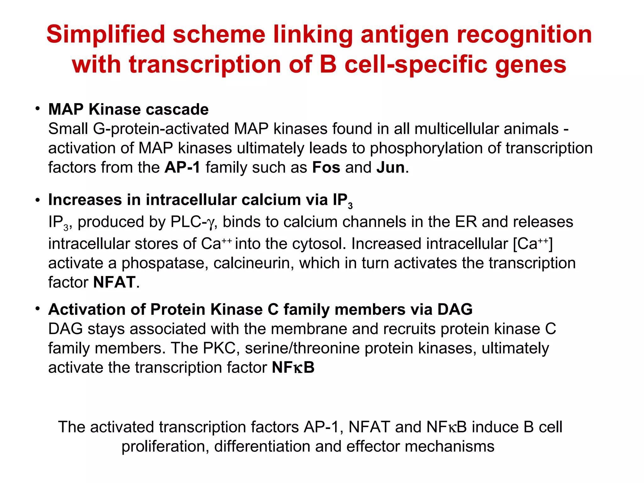 MAP Kinase cascade Small G-protein-activated MAP kinases found in all multicellular animals - activation of MAP kinases ultimately leads to phosphorylation of transcription factors from the  AP-1  family such as  Fos  and  Jun . Increases in intracellular calcium via IP 3 IP 3 , produced by PLC-  , binds to calcium channels in the ER and releases intracellular stores of Ca ++  into the cytosol. Increased intracellular [Ca ++ ] activate a phospatase, calcineurin, which in turn activates the transcription factor  NFAT . Activation of Protein Kinase C family members via DAG DAG stays associated with the membrane and recruits protein kinase C family members. The PKC, serine/threonine protein kinases, ultimately activate the transcription factor  NF  B The activated transcription factors AP-1, NFAT and NF  B induce B cell proliferation, differentiation and effector mechanisms  Simplified scheme linking antigen recognition with transcription of B cell-specific genes 
