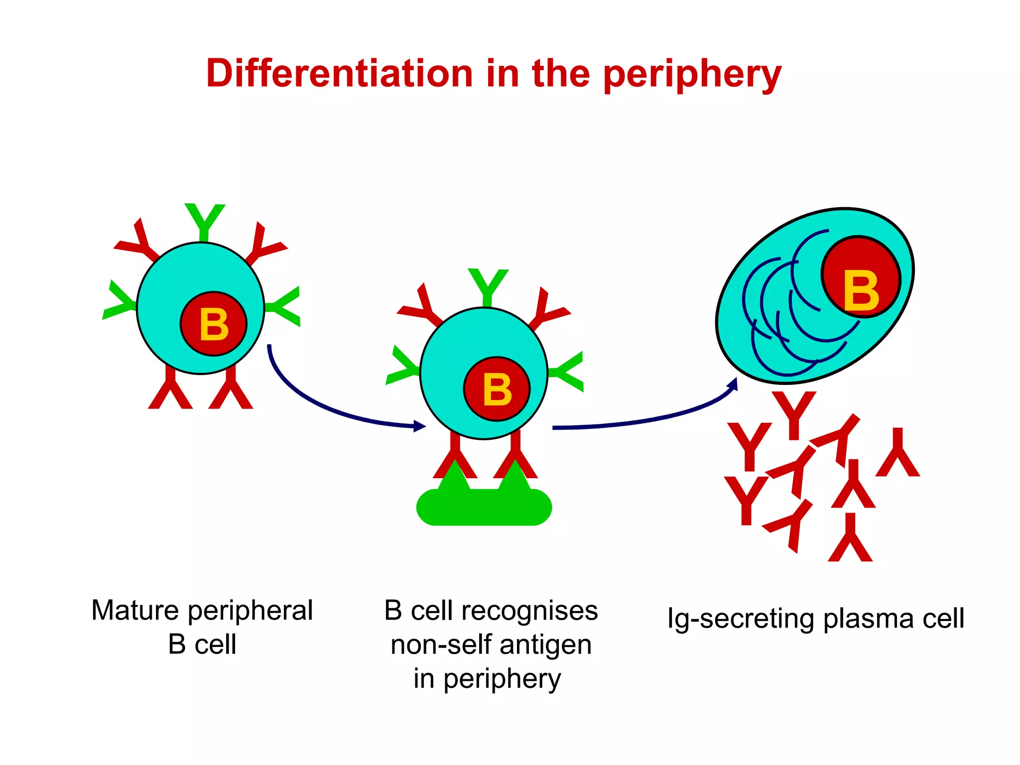 B cell recognises non-self antigen in periphery  Ig-secreting plasma cell Differentiation in the periphery Mature peripheral B cell Y Y Y Y Y Y Y Y Y B Y Y Y Y Y Y Y B Y Y Y Y Y Y Y B 
