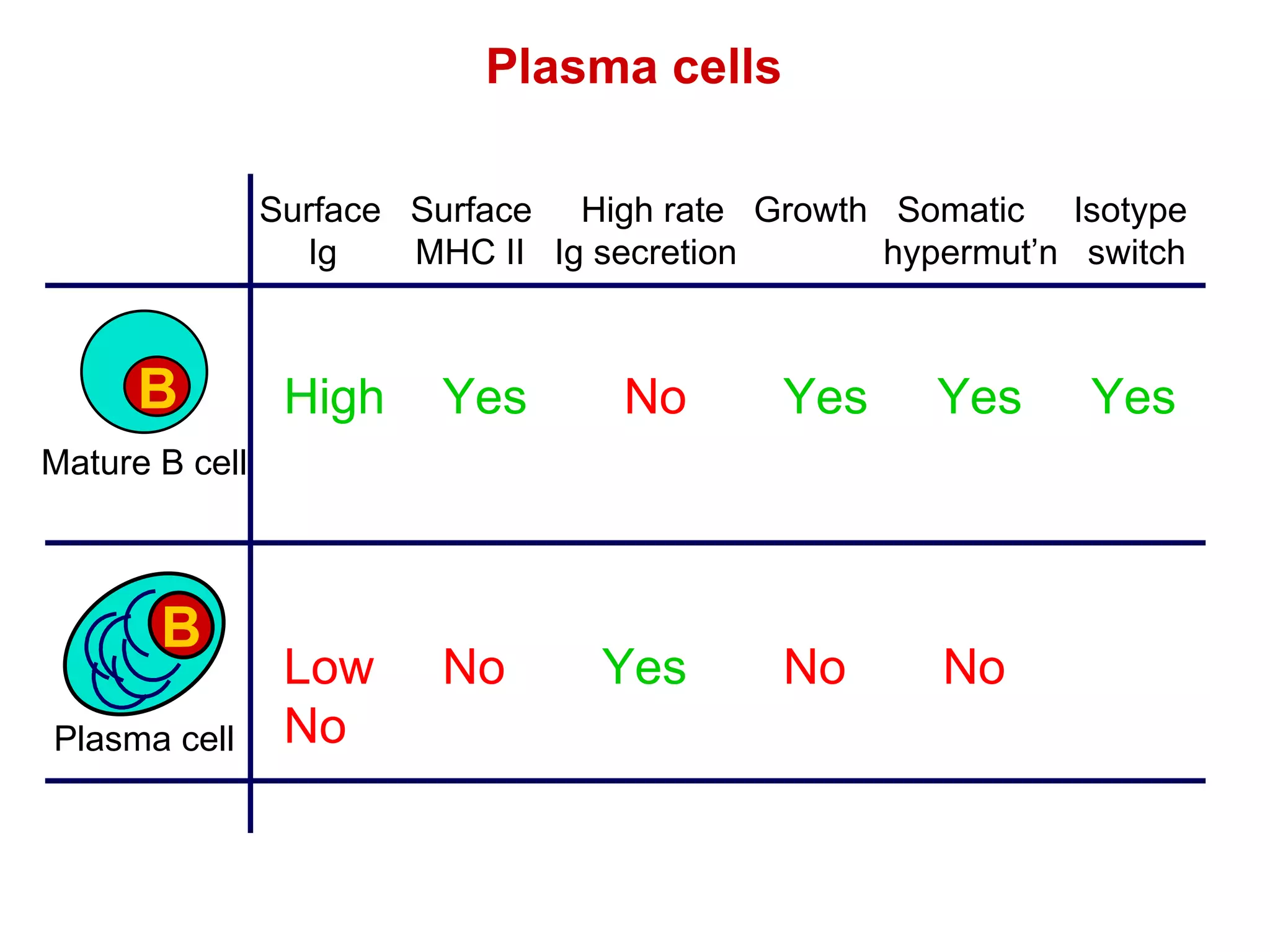 Plasma cells Surface  Surface  High rate  Growth  Somatic  Isotype Ig  MHC II  Ig secretion  hypermut’n  switch High Yes   No   Yes  Yes  Yes Low No   Yes  No  No     No B B Mature B cell Plasma cell 