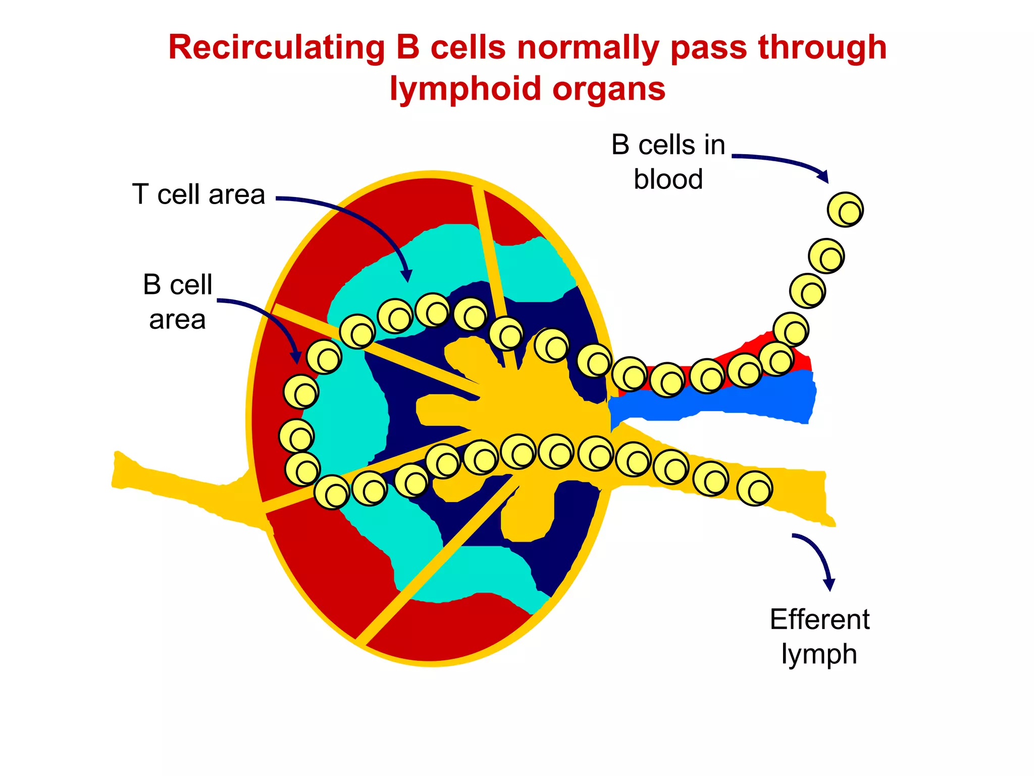 Recirculating B cells normally pass through lymphoid organs B cells in blood Efferent lymph T cell area B cell area 