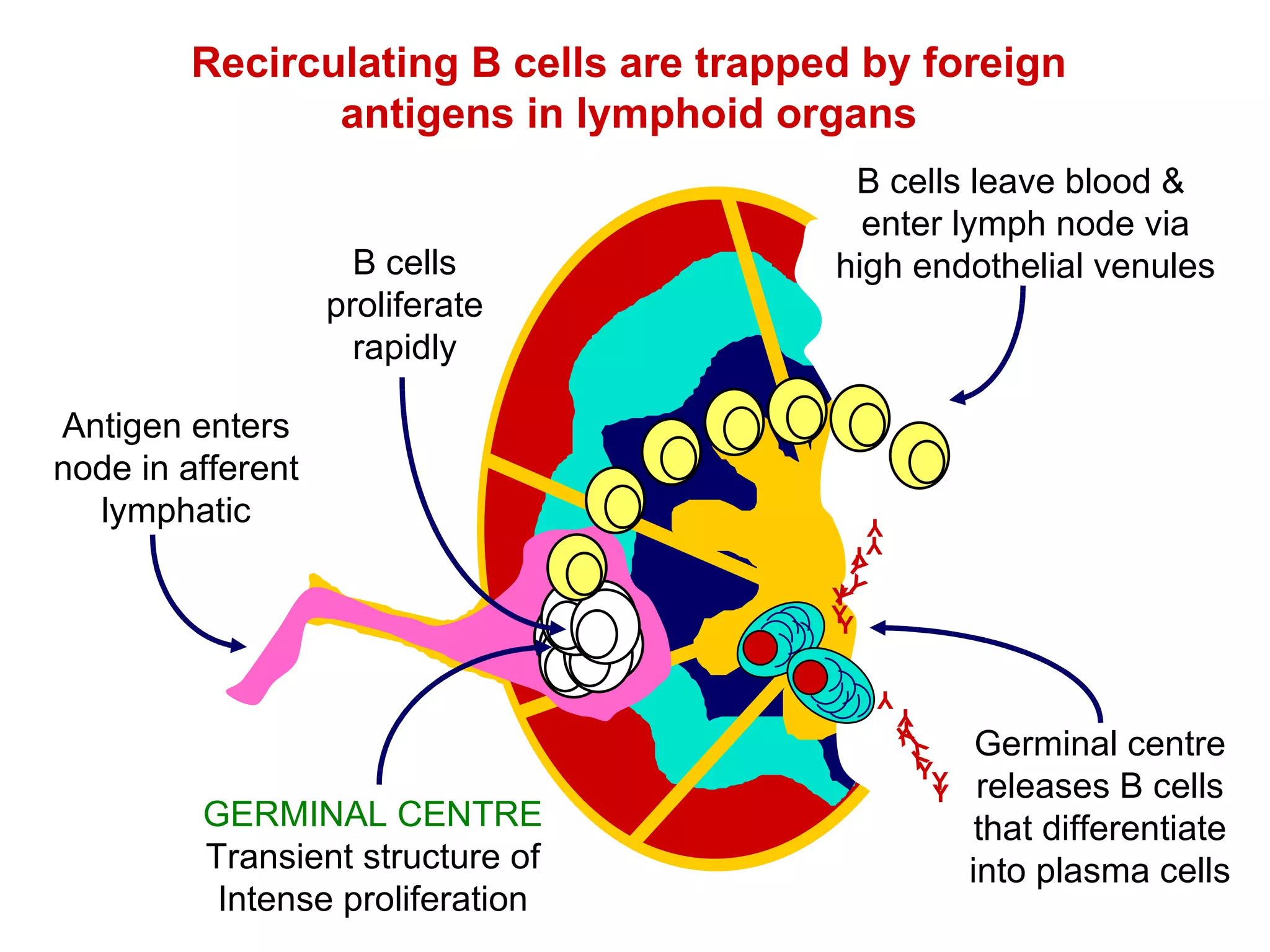 Recirculating B cells are trapped by foreign antigens in lymphoid organs Antigen enters node in afferent lymphatic Y Y Y Y Y Y Y Y Y Y Y Y Y Y Y Y Y Y B cells leave blood &  enter lymph node via high endothelial venules B cells proliferate rapidly GERMINAL CENTRE Transient structure of Intense proliferation Germinal centre releases B cells that differentiate into plasma cells 