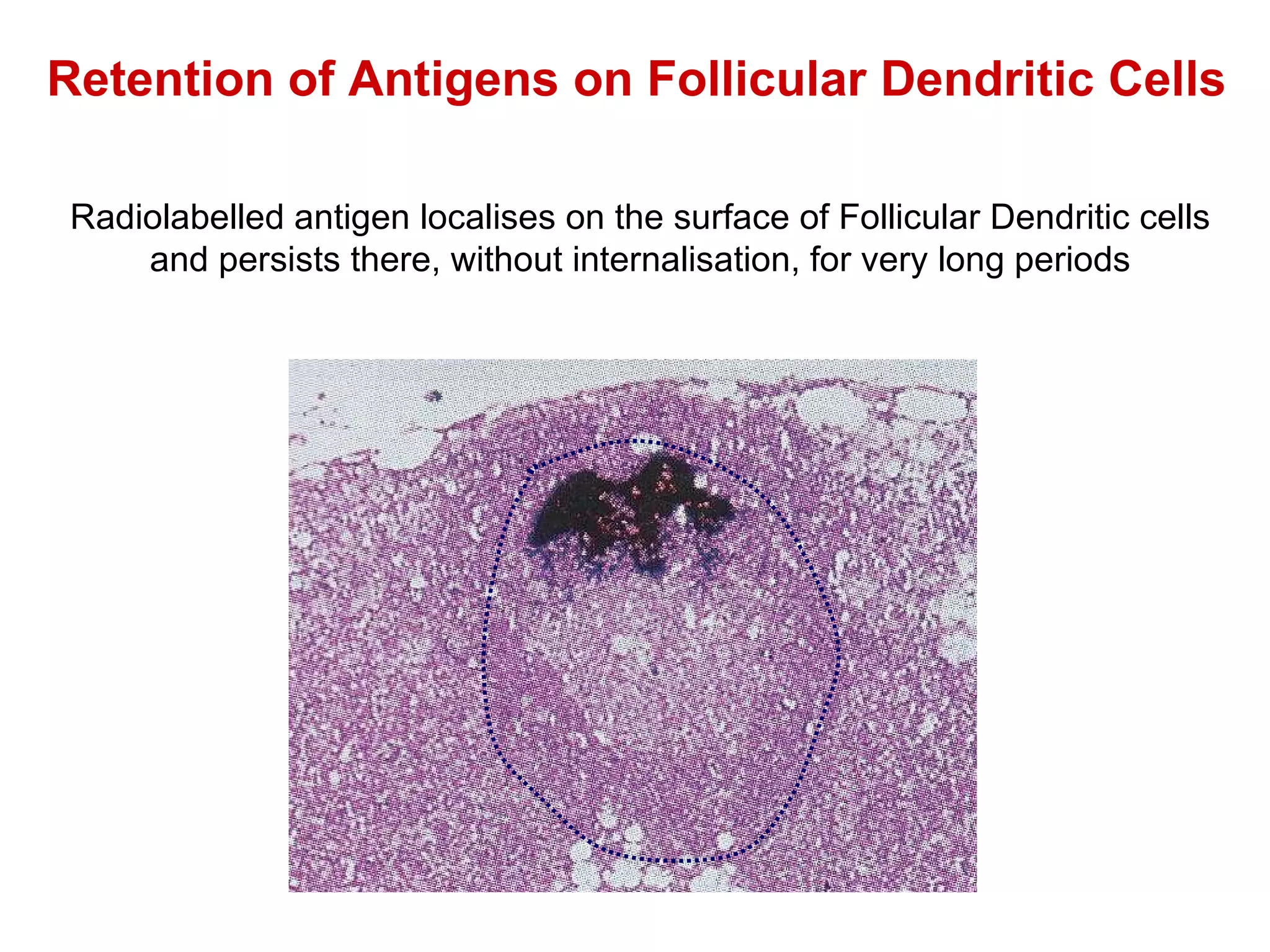 Retention of Antigens on Follicular Dendritic Cells Radiolabelled antigen localises on the surface of Follicular Dendritic cells and persists there, without internalisation, for very long periods 