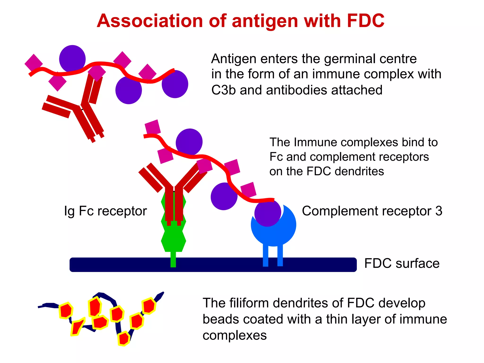 Association of antigen with FDC in the form of an immune complex with C3b and antibodies attached Antigen enters the germinal centre The Immune complexes bind to Fc and complement receptors on the FDC dendrites Complement receptor 3 Ig Fc receptor FDC surface The filiform dendrites of FDC develop beads coated with a thin layer of immune complexes 