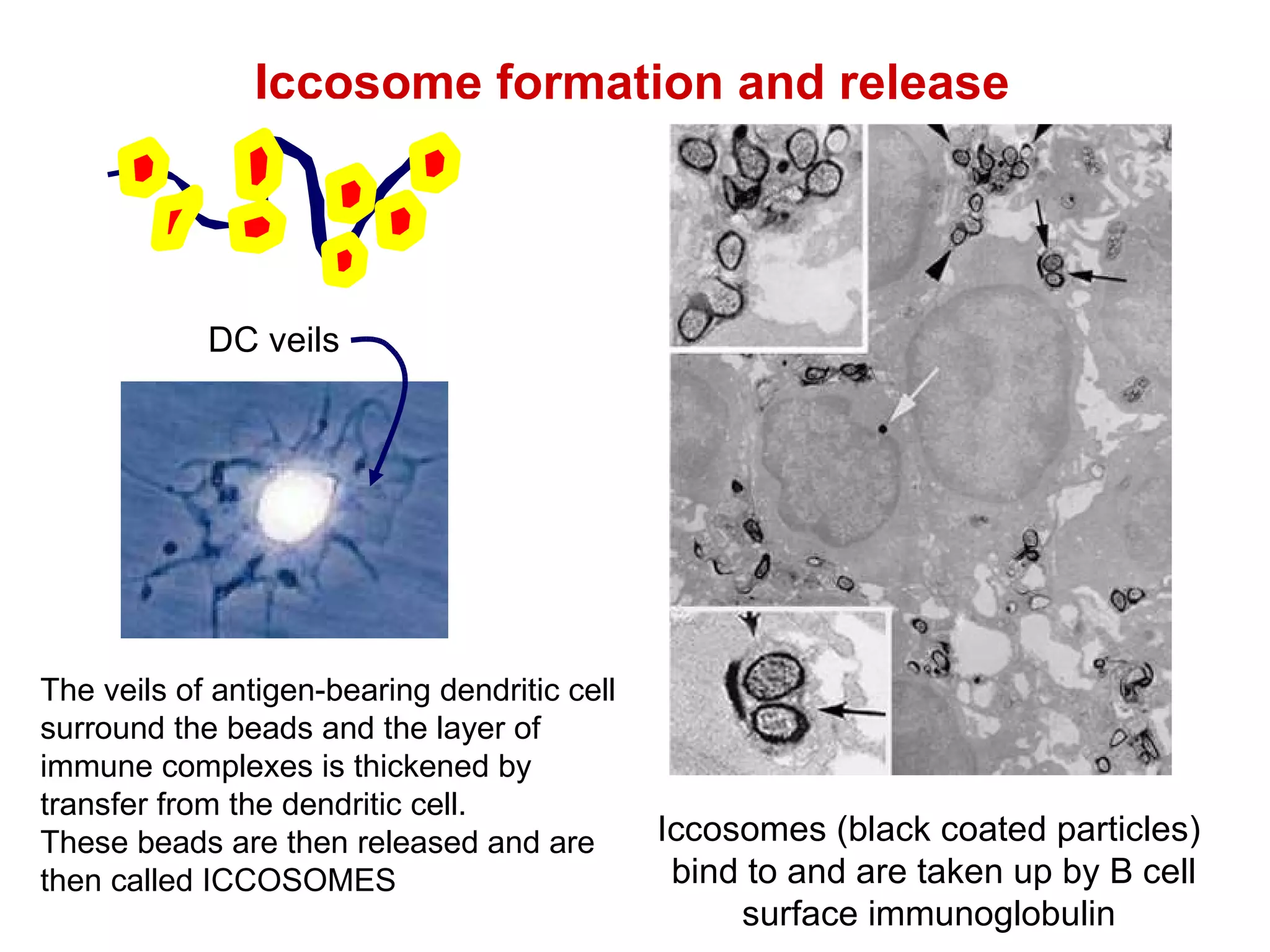 The veils of antigen-bearing dendritic cell surround the beads and the layer of immune complexes is thickened by transfer from the dendritic cell.  These beads are then released and are  then called ICCOSOMES Iccosome formation and release DC veils Iccosomes (black coated particles)  bind to and are taken up by B cell surface immunoglobulin 