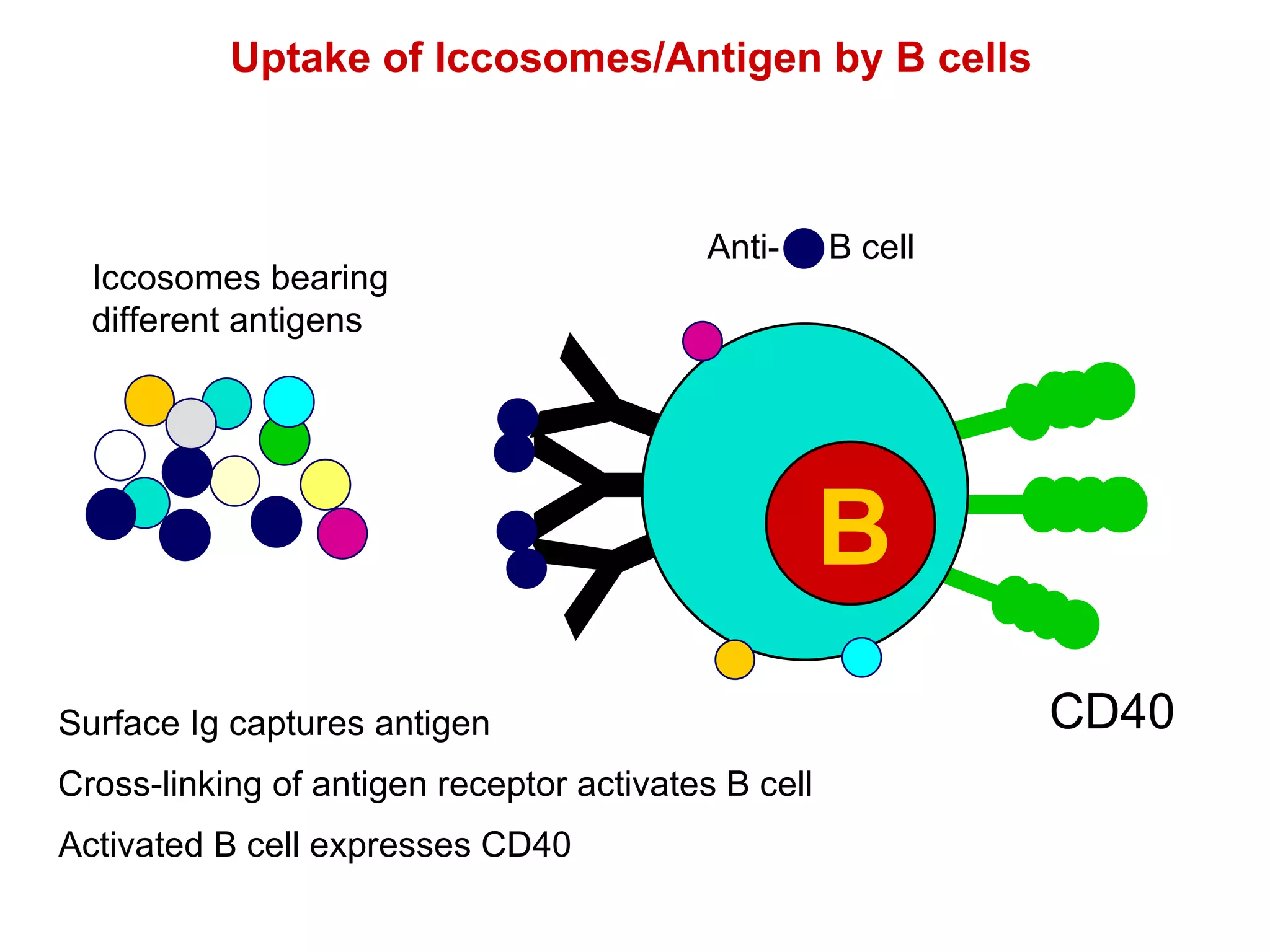 Iccosomes bearing  different antigens Uptake of Iccosomes/Antigen by B cells Surface Ig captures antigen Cross-linking of antigen receptor activates B cell Activated B cell expresses CD40 CD40 Y Y Y B Anti-  B cell 