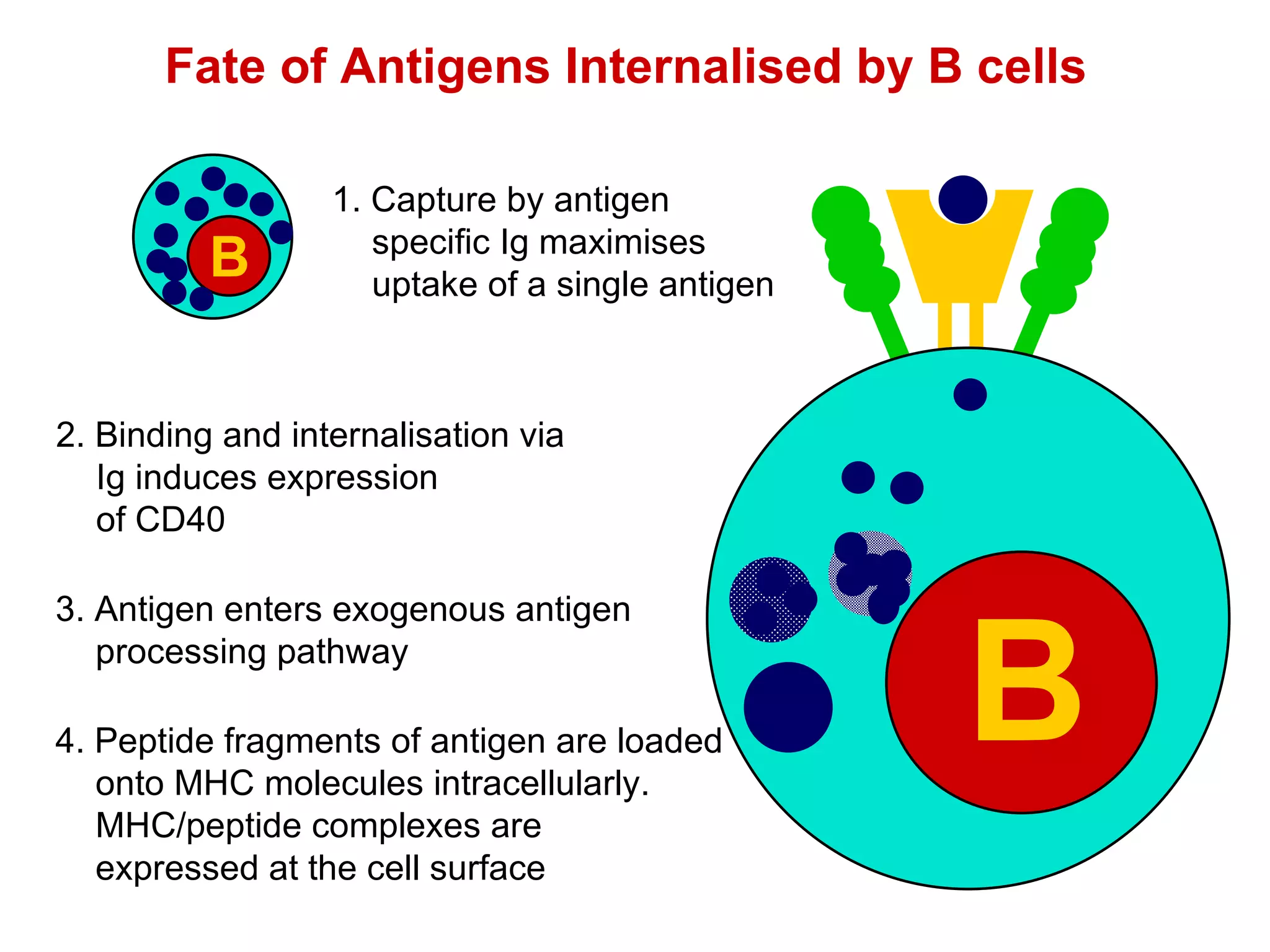 2. Binding and internalisation via  Ig induces expression of CD40 3. Antigen enters exogenous antigen processing pathway 4. Peptide fragments of antigen are loaded onto MHC molecules intracellularly. MHC/peptide complexes are expressed at the cell surface Fate of Antigens Internalised by B cells 1. Capture by antigen specific Ig maximises uptake of a single antigen B B 