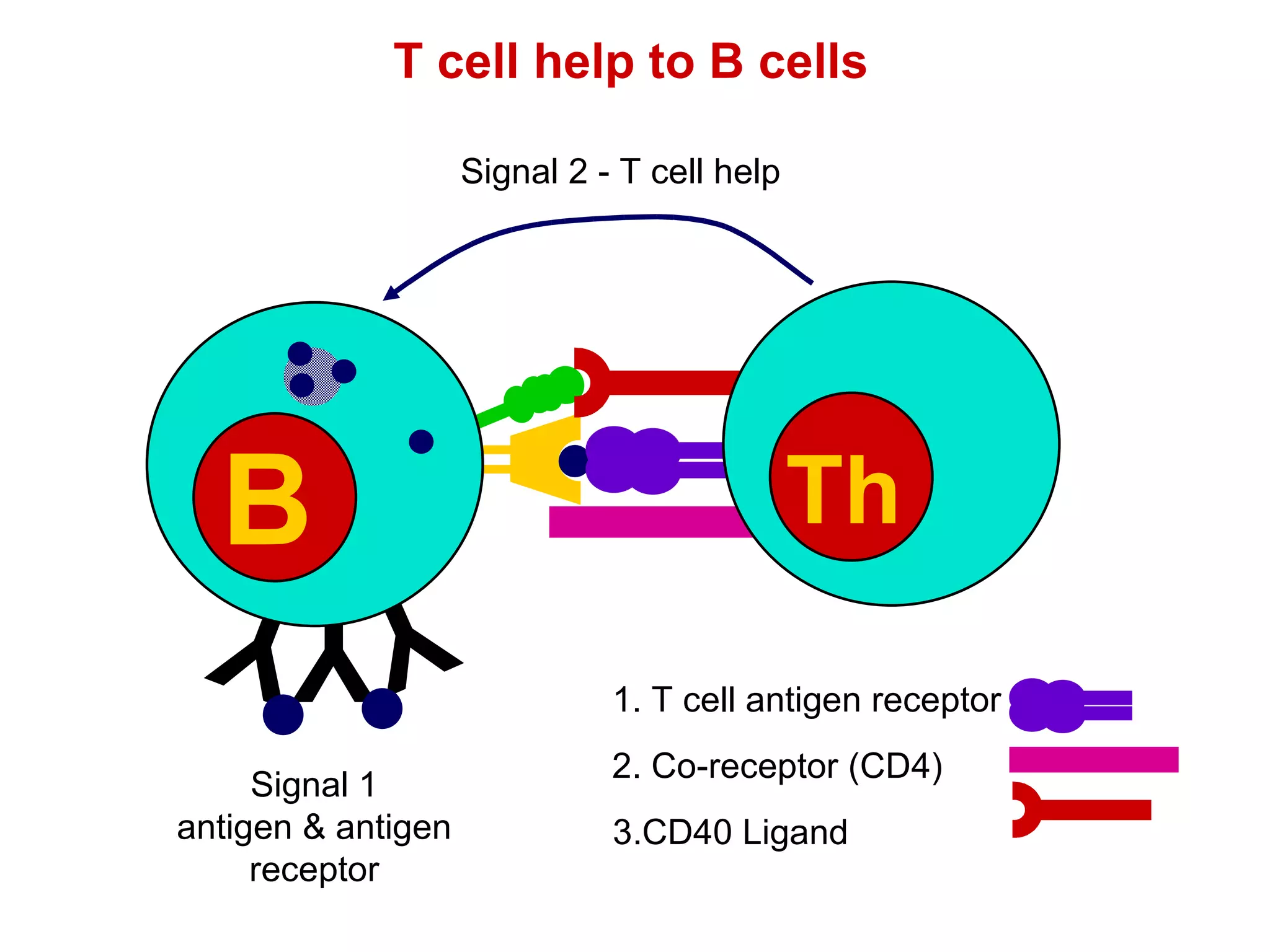 T cell help to B cells Signal 1 antigen & antigen receptor 1. T cell antigen receptor 2. Co-receptor (CD4) 3.CD40 Ligand Y Y Y B Th Th Signal 2 - T cell help 