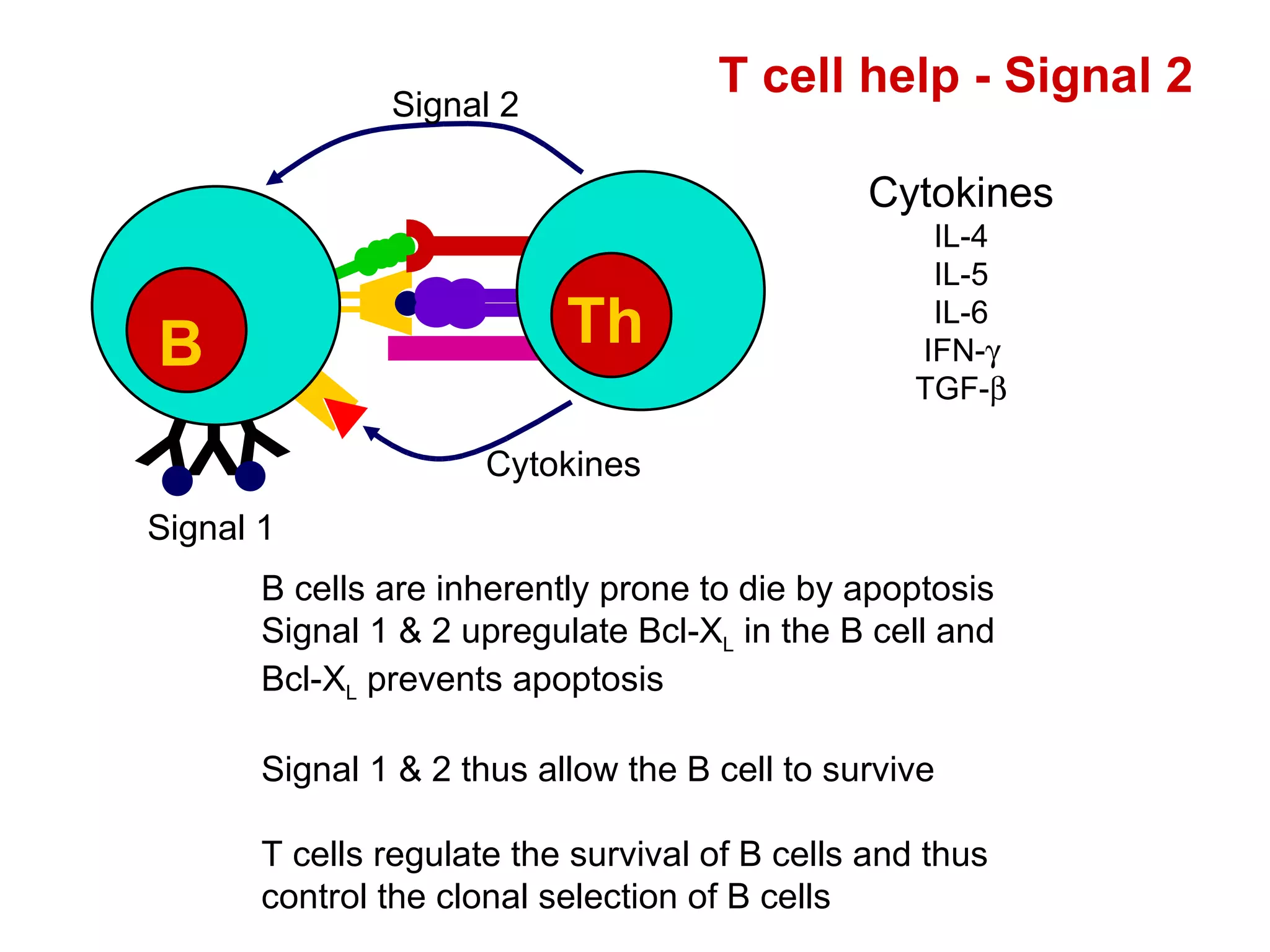 T cell help - Signal 2  B cells are inherently prone to die by apoptosis Signal 1 & 2 upregulate Bcl-X L  in the B cell and Bcl-X L  prevents apoptosis Signal 1 & 2 thus allow the B cell to survive T cells regulate the survival of B cells and thus control the clonal selection of B cells Cytokines IL-4 IL-5 IL-6 IFN-  TGF-  Y Y Y B Th Signal 2 Signal 1 Cytokines 