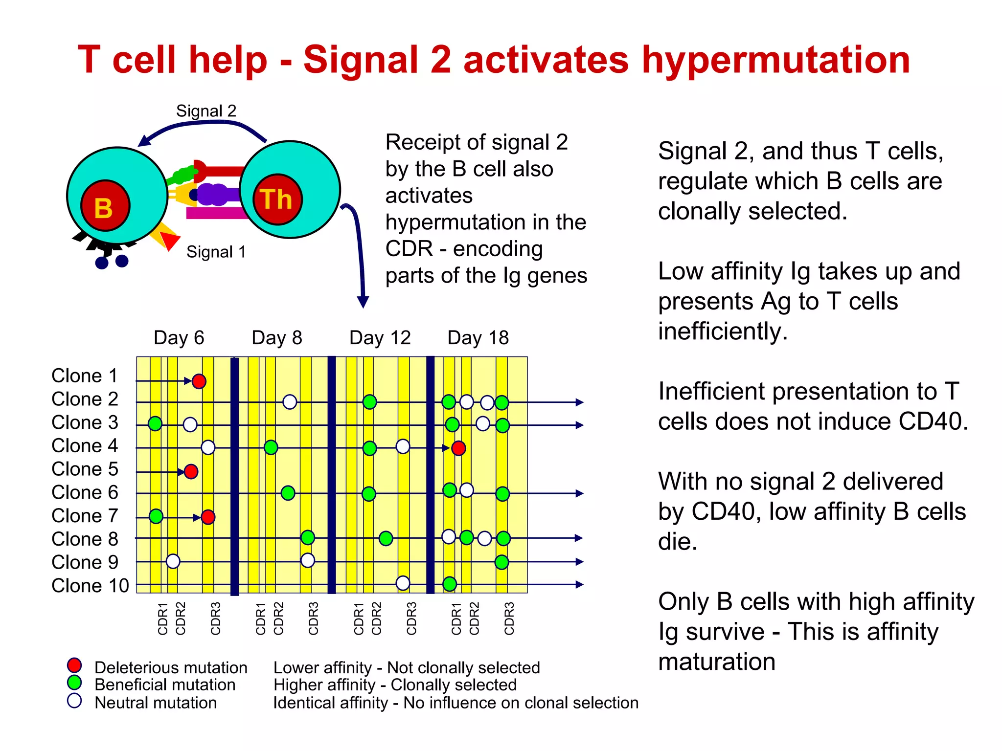 T cell help - Signal 2 activates hypermutation  Signal 2, and thus T cells, regulate which B cells are clonally selected. Low affinity Ig takes up and presents Ag to T cells inefficiently.  Inefficient presentation to T cells does not induce CD40. With no signal 2 delivered by CD40, low affinity B cells die. Only B cells with high affinity Ig survive - This is affinity maturation Y Y Y B Th Signal 2 Signal 1 Receipt of signal 2 by the B cell also activates hypermutation in the CDR - encoding parts of the Ig genes  Clone 1 Clone 2 Clone 3 Clone 4 Clone 5 Clone 6 Clone 7 Clone 8 Clone 9 Clone 10 CDR1 CDR2 CDR3 Day 6 CDR1 CDR2 CDR3 CDR1 CDR2 CDR3 CDR1 CDR2 CDR3 Day 8 Day 12 Day 18 Deleterious mutation Beneficial mutation Neutral mutation Lower affinity - Not clonally selected Higher affinity - Clonally selected Identical affinity - No influence on clonal selection 