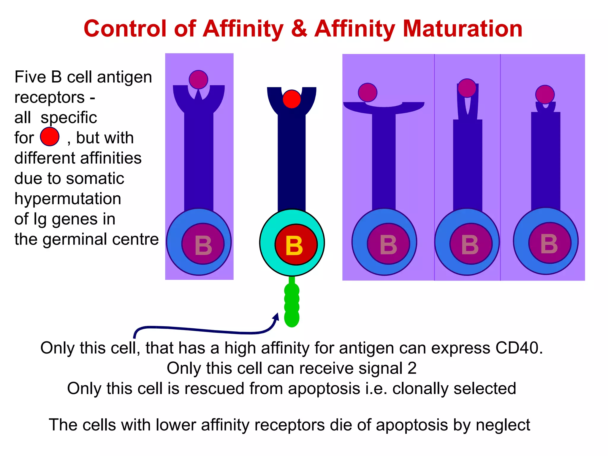 Control of Affinity & Affinity Maturation Only this cell, that has a high affinity for antigen can express CD40. Only this cell can receive signal 2 Only this cell is rescued from apoptosis i.e. clonally selected The cells with lower affinity receptors die of apoptosis by neglect  Five B cell antigen receptors -  all  specific for  , but with different affinities due to somatic hypermutation of Ig genes in  the germinal centre B B B B B 