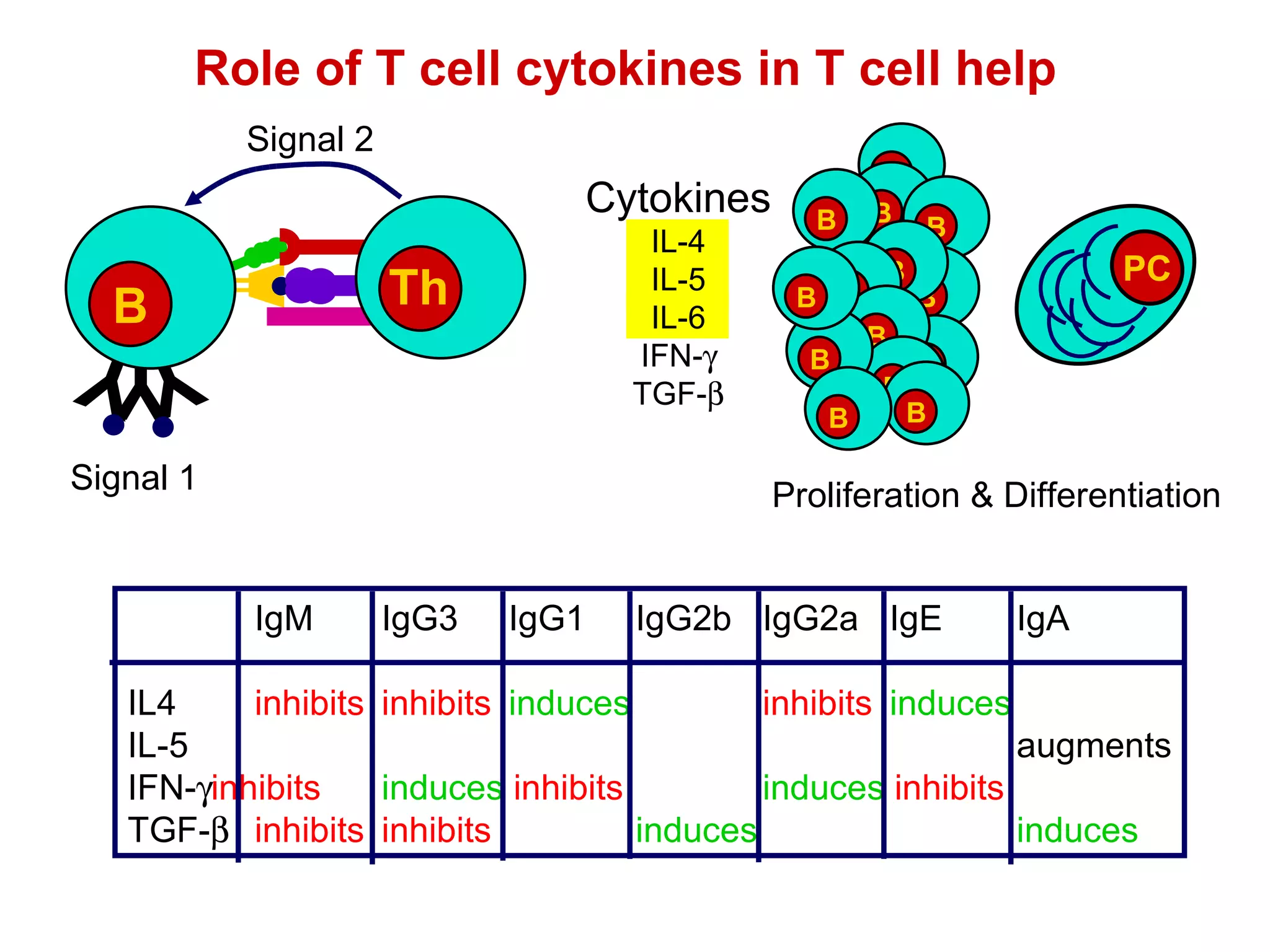 Role of T cell cytokines in T cell help  Cytokines IL-4 IL-5 IL-6 IFN-  TGF-  IgM IgG3 IgG1 IgG2b  IgG2a IgE IgA IL4 inhibits inhibits induces inhibits induces IL-5 augments IFN-  inhibits induces   inhibits induces   inhibits TGF-    inhibits inhibits induces   induces Proliferation & Differentiation Th Signal 2 Y Y Y B Signal 1 PC B B B B B B B B B B B B B B 