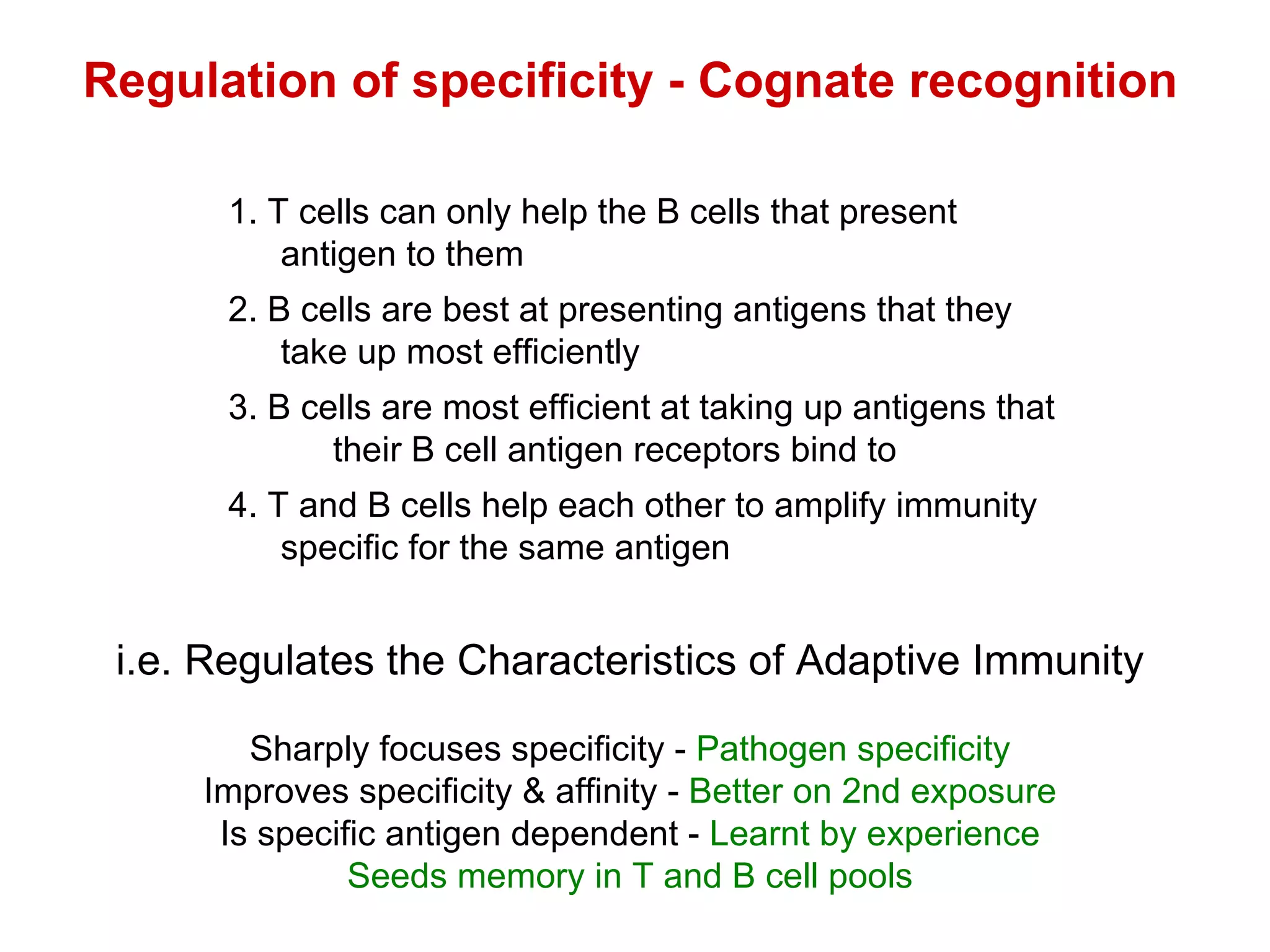 Regulation of specificity - Cognate recognition 1. T cells can only help the B cells that present  antigen to them 2. B cells are best at presenting antigens that they  take up most efficiently 3. B cells are most efficient at taking up antigens that  their B cell antigen receptors bind to 4. T and B cells help each other to amplify immunity  specific for the same antigen i.e. Regulates the Characteristics of Adaptive Immunity Sharply focuses specificity -  Pathogen specificity Improves specificity & affinity -  Better on 2nd exposure Is specific antigen dependent -  Learnt by experience Seeds memory in T and B cell pools 