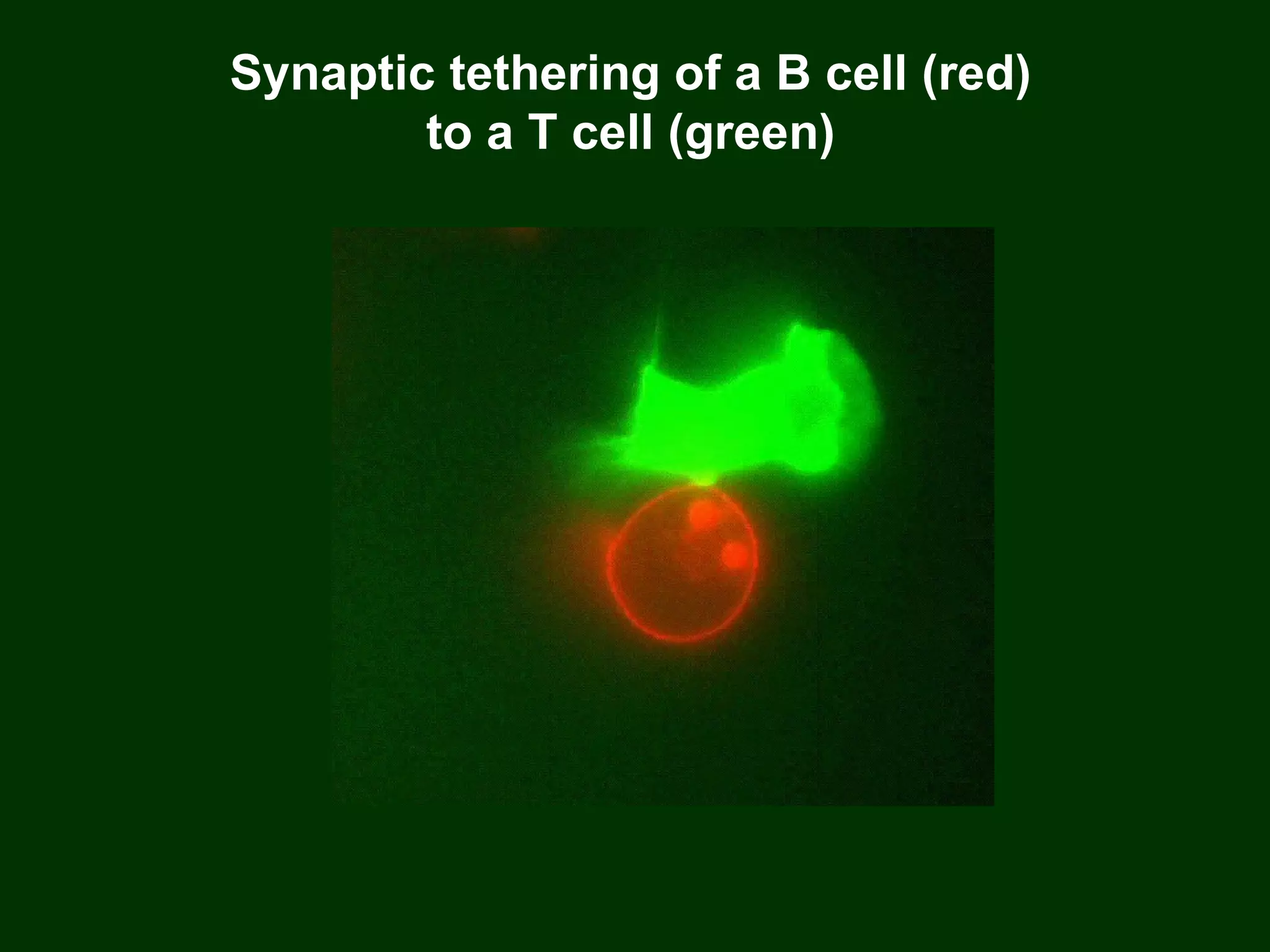 Synaptic tethering of a B cell (red) to a T cell (green) 