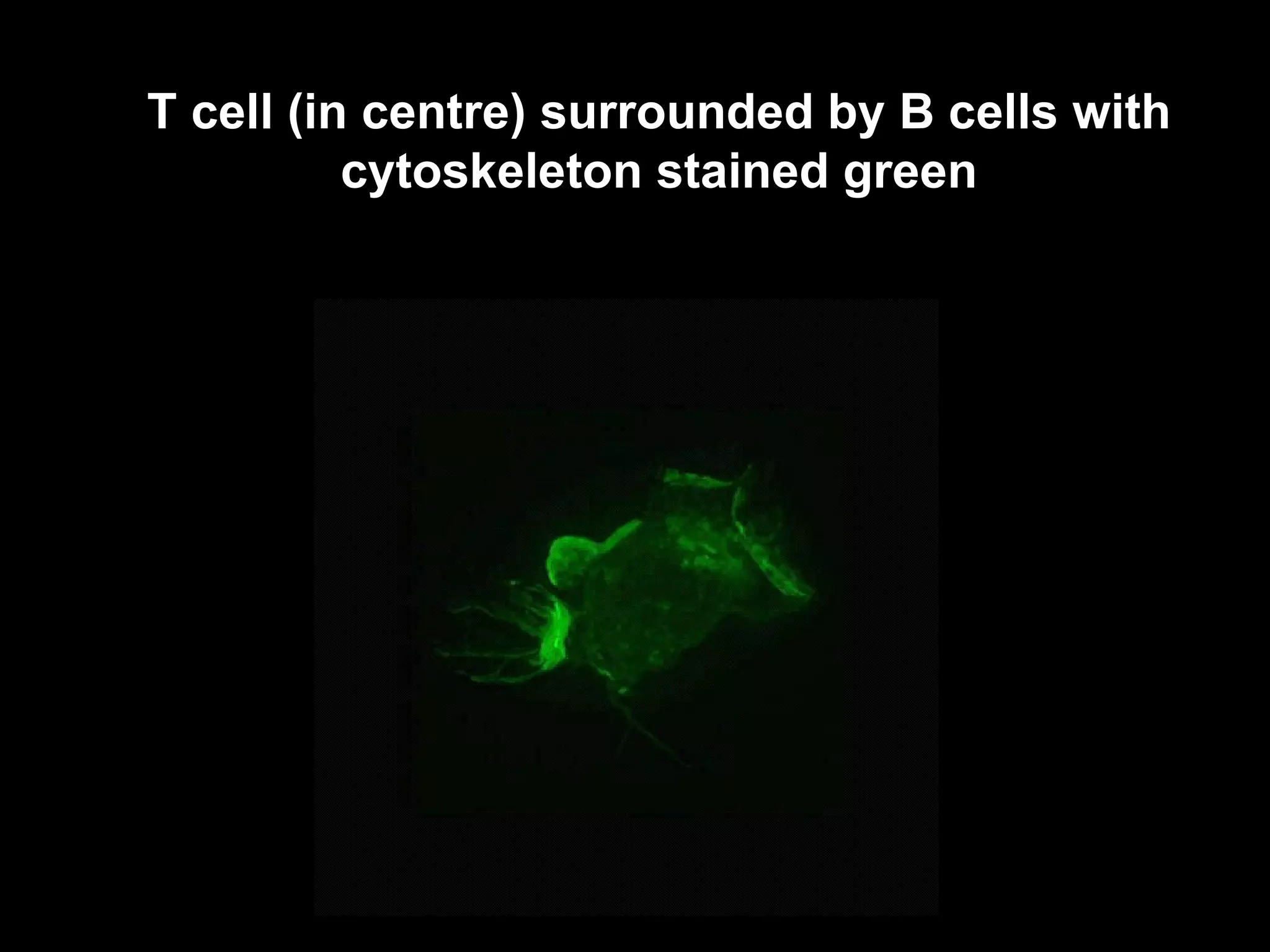 T cell (in centre) surrounded by B cells with cytoskeleton stained green 