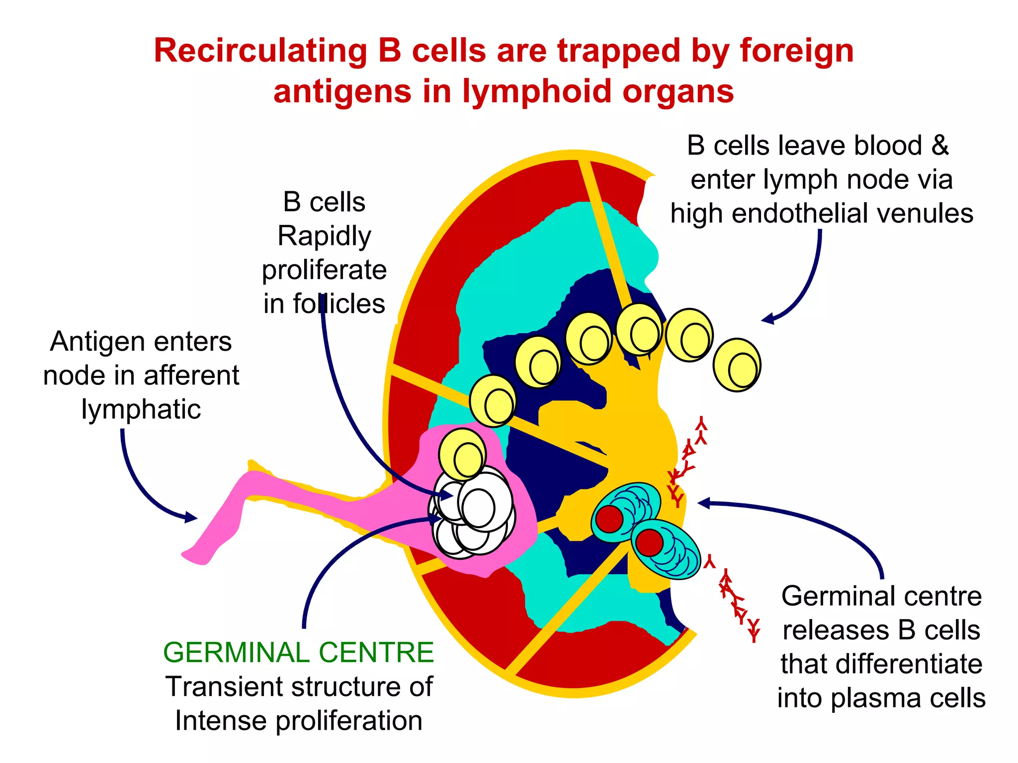 Recirculating B cells are trapped by foreign antigens in lymphoid organs Antigen enters node in afferent lymphatic Y Y Y Y Y Y Y Y Y Y Y Y Y Y Y Y Y Y B cells leave blood &  enter lymph node via high endothelial venules B cells Rapidly proliferate in follicles GERMINAL CENTRE Transient structure of Intense proliferation Germinal centre releases B cells that differentiate into plasma cells 