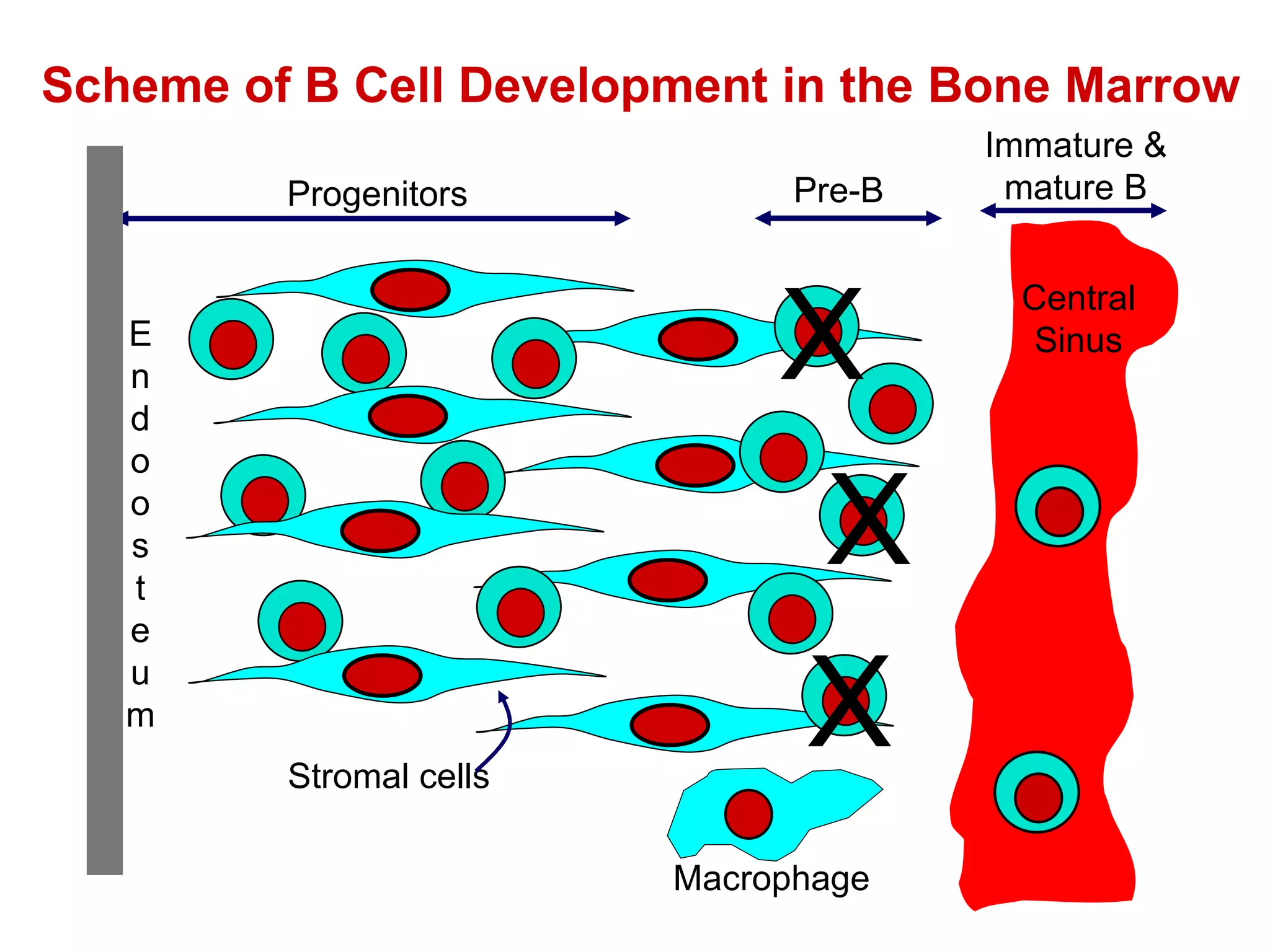 X X X Scheme of B Cell Development in the Bone Marrow Immature & mature B Central Sinus Progenitors Pre-B Stromal cells E n d o os t e u m Macrophage 