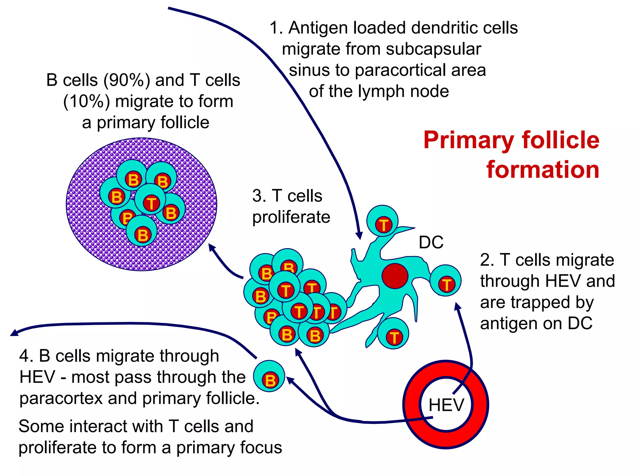 Some interact with T cells and proliferate to form a primary focus Primary follicle formation HEV 1. Antigen loaded dendritic cells migrate from subcapsular  sinus to paracortical area of the lymph node  DC B B B B B B T T T T 2. T cells migrate through HEV and  are trapped by  antigen on DC B 4. B cells migrate through HEV - most pass through the paracortex and primary follicle. T T T T 3. T cells proliferate B cells (90%) and T cells   (10%) migrate to form a primary follicle B B B B B B T 