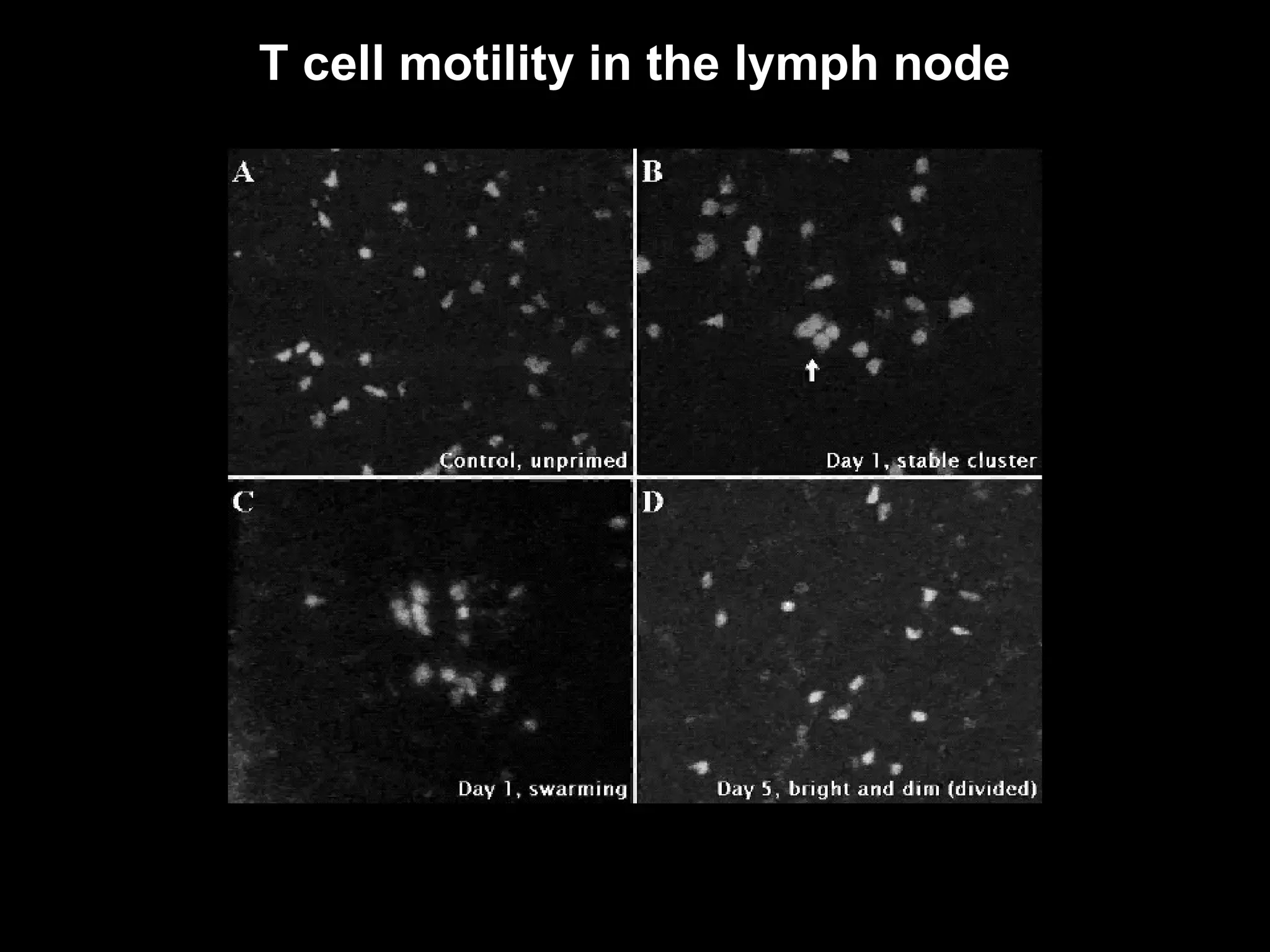 T cell motility in the lymph node 