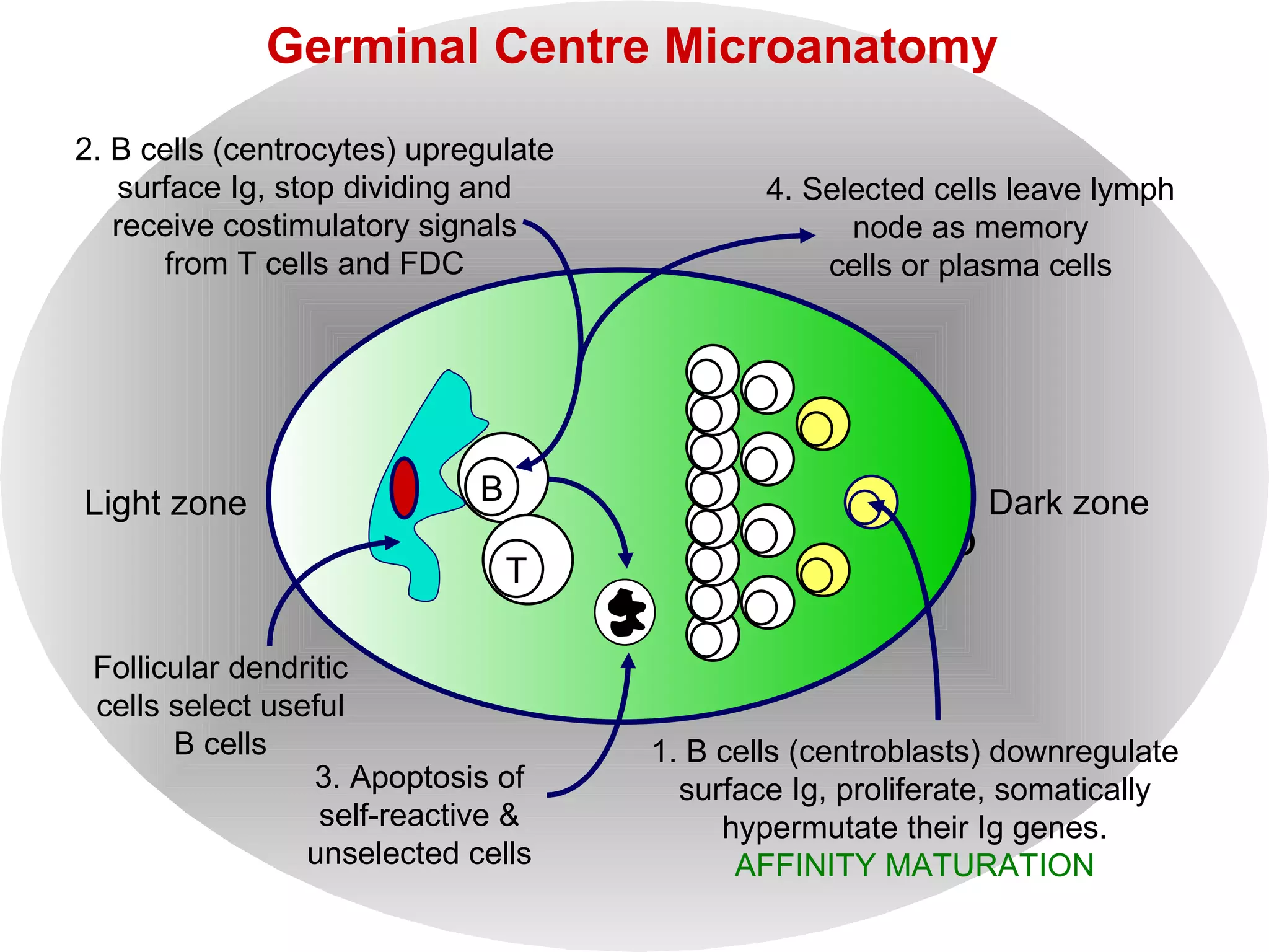 Primary Follicles become secondary follicles when germinal centres develop Germinal Centre Microanatomy Dark zone Light zone B T Follicular dendritic cells select useful B cells 1. B cells (centroblasts) downregulate surface Ig, proliferate, somatically hypermutate their Ig genes. AFFINITY MATURATION 2. B cells (centrocytes) upregulate surface Ig, stop dividing and receive costimulatory signals from T cells and FDC 3. Apoptosis of self-reactive & unselected cells 4. Selected cells leave lymph node as memory cells or plasma cells 