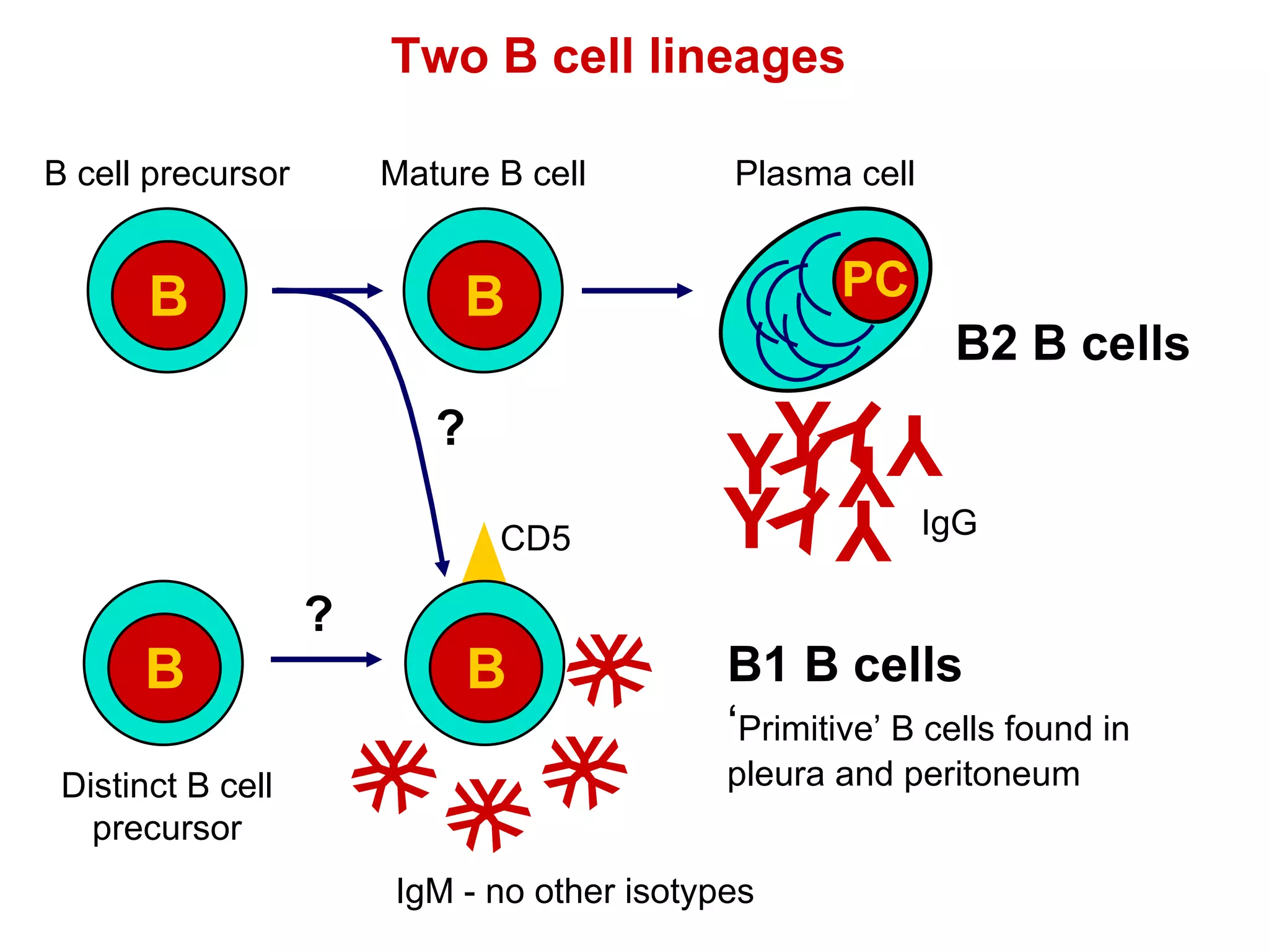Two B cell lineages B2 B cells IgM - no other isotypes B1 B cells ‘ Primitive’ B cells found in pleura and peritoneum CD5 B B cell precursor B Mature B cell Plasma cell Y Y Y Y Y Y Y Y Y PC IgG B Y Y Y Y Y Y Y Y Y Y Y Y Y Y Y Y Y Y Y Y B Distinct B cell precursor ? ? 
