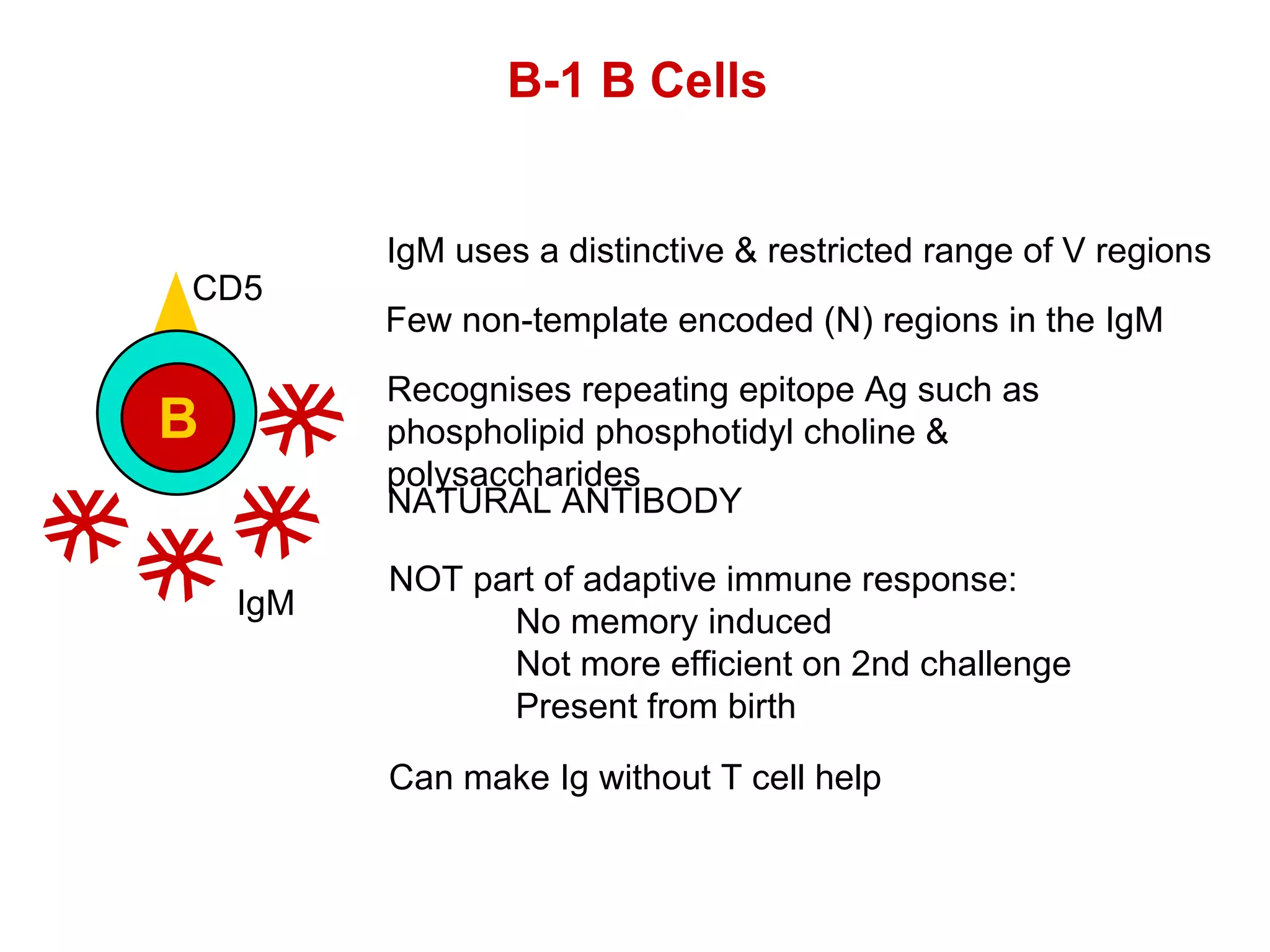 B-1 B Cells IgM uses a distinctive & restricted range of V regions Recognises repeating epitope Ag such as phospholipid phosphotidyl choline & polysaccharides NOT part of adaptive immune response: No memory induced Not more efficient on 2nd challenge Present from birth Few non-template encoded (N) regions in the IgM NATURAL ANTIBODY Can make Ig without T cell help CD5 B Y Y Y Y Y Y Y Y Y Y Y Y Y Y Y Y Y Y Y Y IgM 