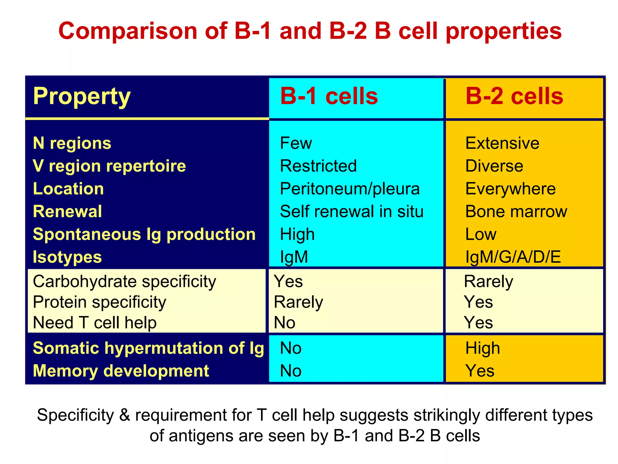 Comparison of B-1 and B-2 B cell properties Property B-1 cells B-2 cells N regions Few Extensive V region repertoire Restricted Diverse Location Peritoneum/pleura Everywhere Renewal Self renewal in situ Bone marrow Spontaneous Ig production High Low Isotypes IgM IgM/G/A/D/E Carbohydrate specificity Yes Rarely Protein specificity Rarely Yes Need T cell help No Yes Somatic hypermutation of Ig No High Memory development No Yes Specificity & requirement for T cell help suggests strikingly different types of antigens are seen by B-1 and B-2 B cells Yes  Rarely Rarely  Yes No  Yes Carbohydrate specificity Protein specificity Need T cell help 