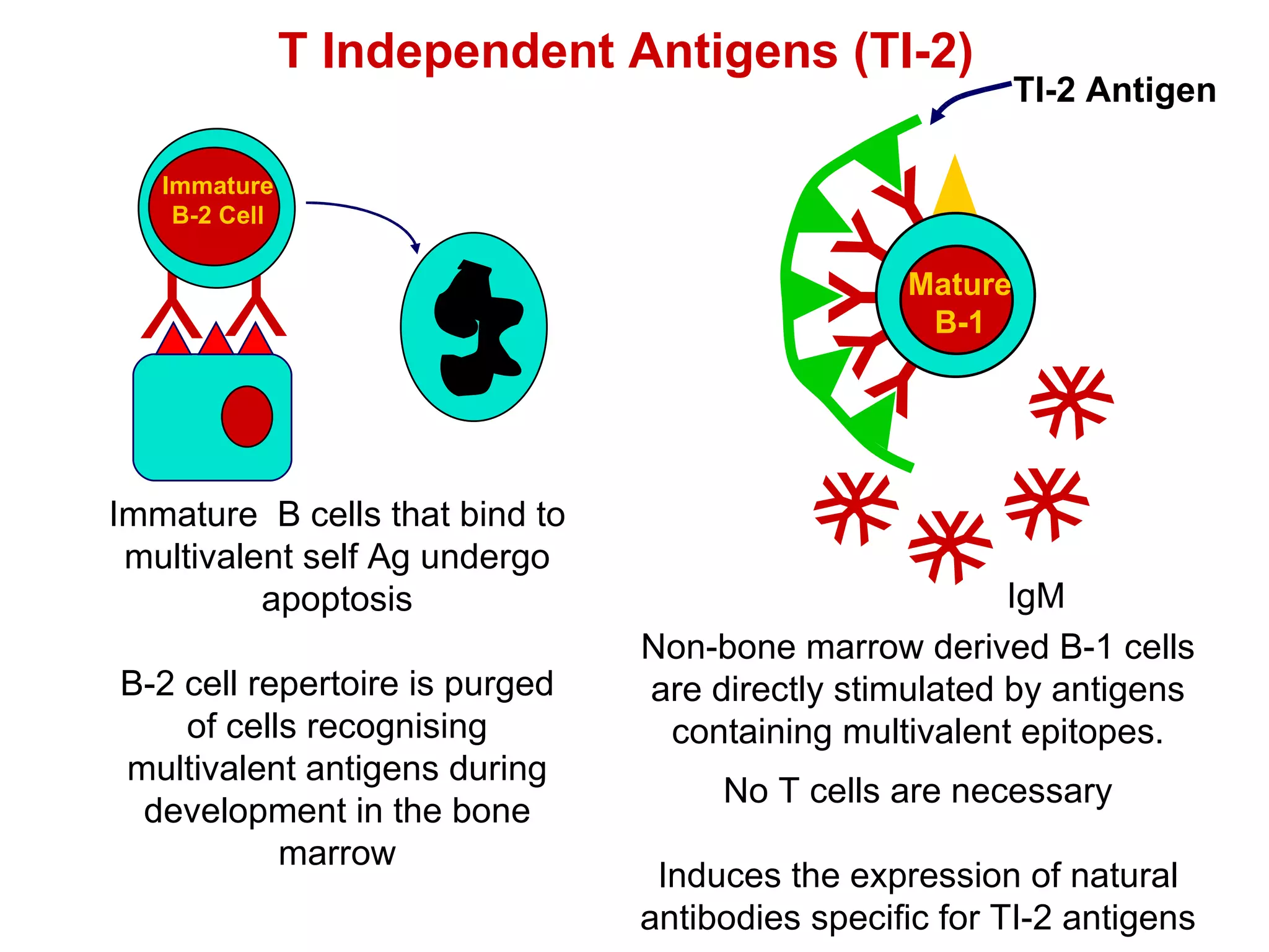 T Independent Antigens (TI-2)  IgM Non-bone marrow derived B-1 cells are directly stimulated by antigens containing multivalent epitopes. No T cells are necessary Induces the expression of natural antibodies specific for TI-2 antigens Immature  B cells that bind to multivalent self Ag undergo apoptosis B-2 cell repertoire is purged of cells recognising multivalent antigens during development in the bone marrow Y Y Y Y Y Y Y Y Y Y Y Y Y Y Y Y Y Y Y Y Y Y Y Y Y Mature B-1 Y Y Immature B-2 Cell TI-2 Antigen 