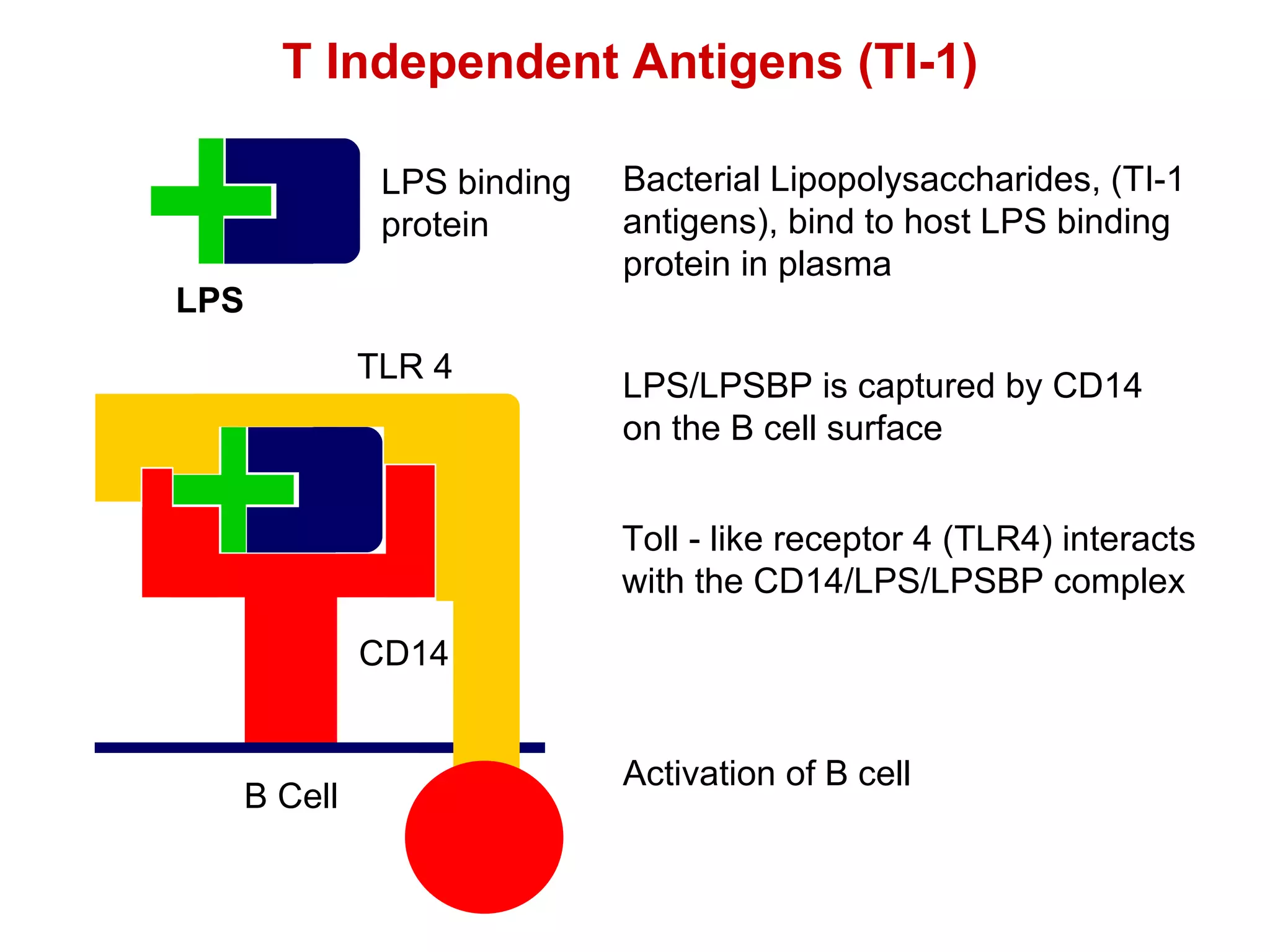 LPS binding protein Bacterial Lipopolysaccharides, (TI-1 antigens), bind to host LPS binding protein in plasma LPS/LPSBP is captured by CD14 on the B cell surface TLR 4 Toll - like receptor 4 (TLR4) interacts with the CD14/LPS/LPSBP complex Activation of B cell T Independent Antigens (TI-1) LPS CD14 B Cell 