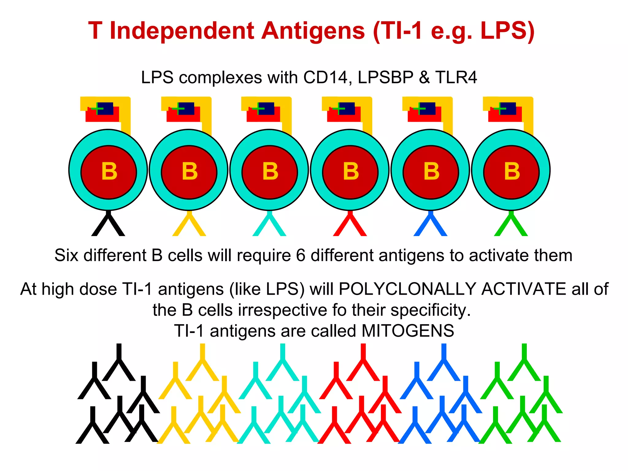 Y Y Y Y Y Y Y Y Y Y Y Y Y Y Y Y Y Y Y Y Y Y Y Y Y Y Y Y Y Y Y Y Y Y Y Y Y Y Y Y Y Y T Independent Antigens (TI-1 e.g. LPS) Six different B cells will require 6 different antigens to activate them At high dose TI-1 antigens (like LPS) will POLYCLONALLY ACTIVATE all of the B cells irrespective fo their specificity.  TI-1 antigens are called MITOGENS LPS complexes with CD14, LPSBP & TLR4 B B B B B B 