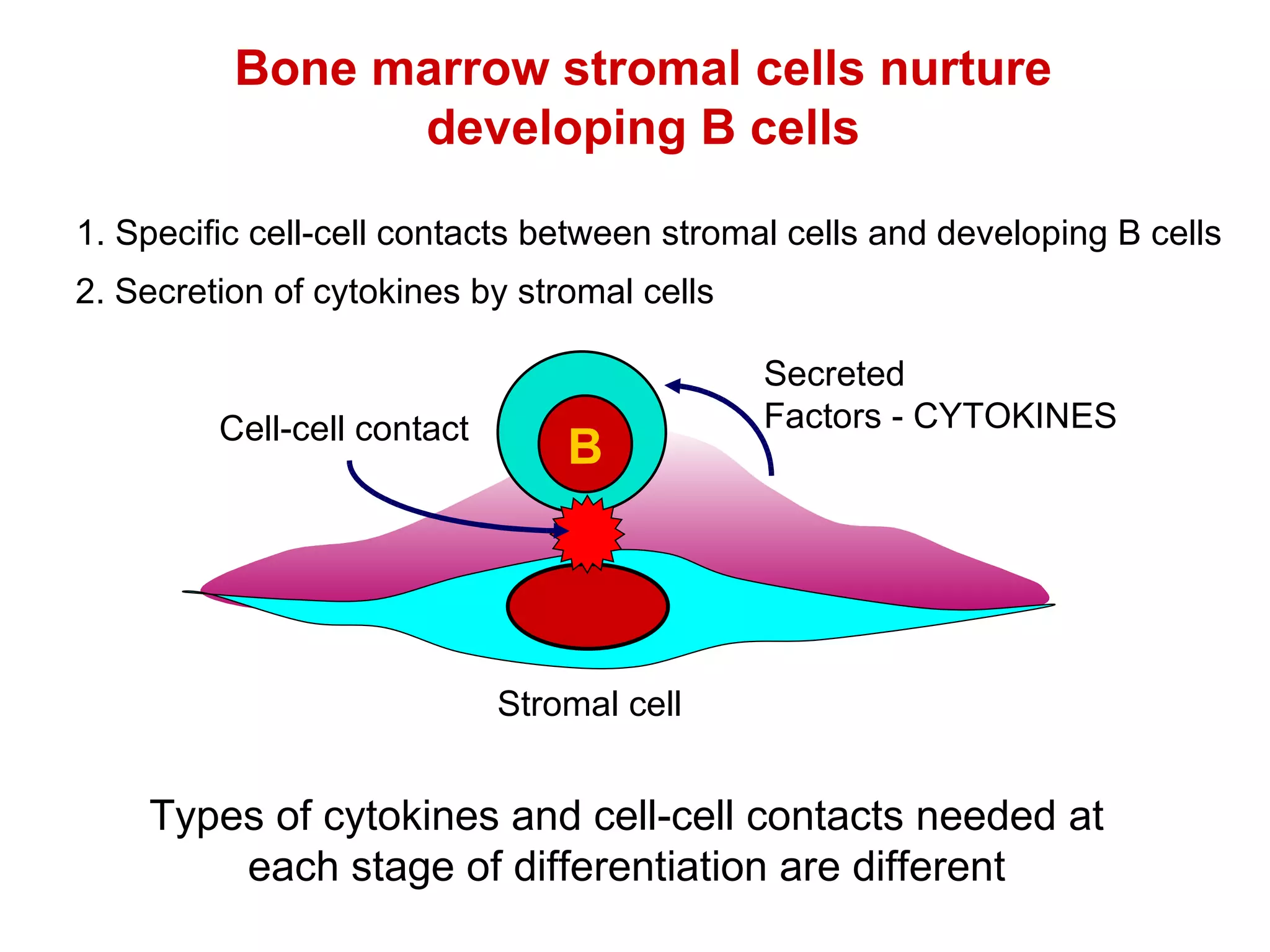 Bone marrow stromal cells nurture developing B cells Types of cytokines and cell-cell contacts needed at each stage of differentiation are different Secreted Factors - CYTOKINES 2. Secretion of cytokines by stromal cells B Stromal cell 1. Specific cell-cell contacts between stromal cells and developing B cells Cell-cell contact 