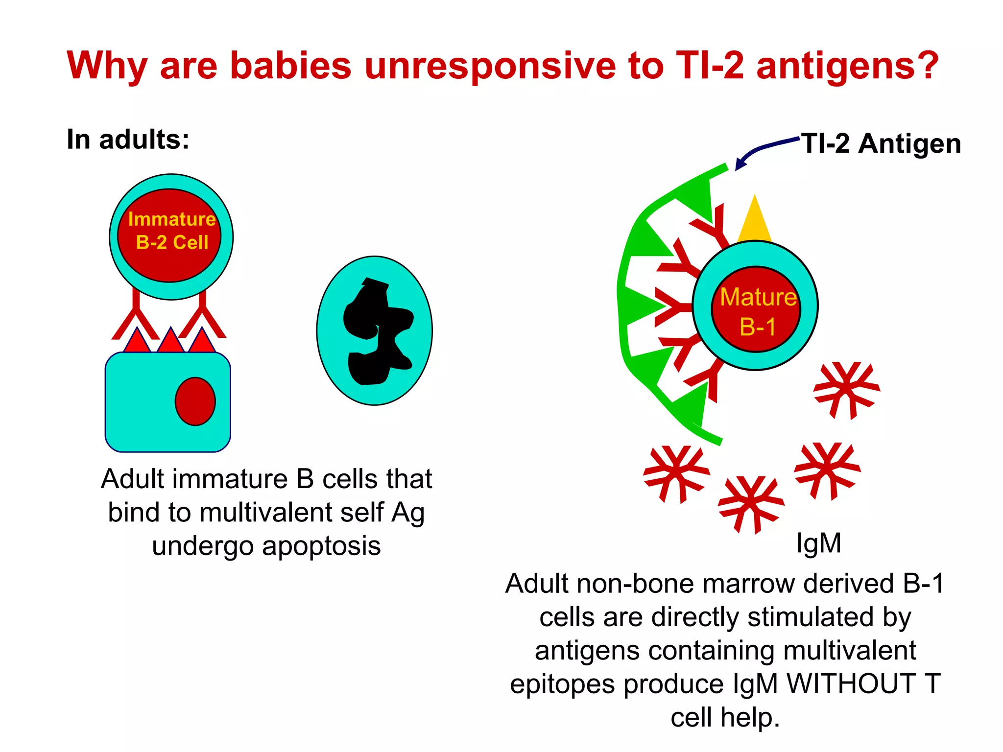 IgM Adult non-bone marrow derived B-1 cells are directly stimulated by antigens containing multivalent epitopes produce IgM WITHOUT T cell help. Why are babies unresponsive to TI-2 antigens? In adults:   Adult immature B cells that bind to multivalent self Ag undergo apoptosis Y Y Y Y Y Y Y Y Y Y Y Y Y Y Y Y Y Y Y Y Y Y Y Y Y Mature B-1 Y Y Immature B-2 Cell TI-2 Antigen 