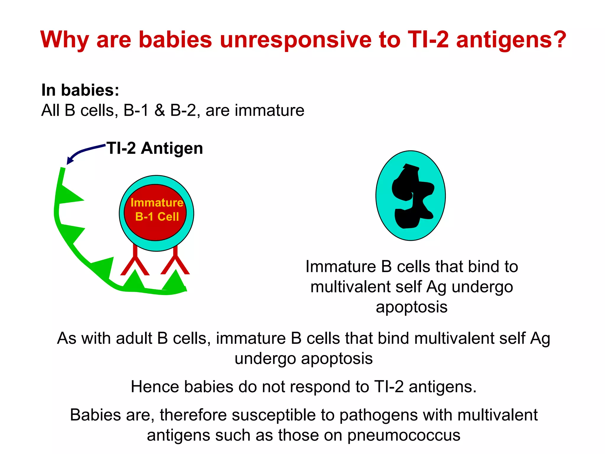 Why are babies unresponsive to TI-2 antigens? As with adult B cells, immature B cells that bind multivalent self Ag undergo apoptosis Hence babies do not respond to TI-2 antigens. Babies are, therefore susceptible to pathogens with multivalent antigens such as those on pneumococcus In babies: All B cells, B-1 & B-2, are immature Y Y Immature B-1 Cell TI-2 Antigen Immature B cells that bind to multivalent self Ag undergo apoptosis 
